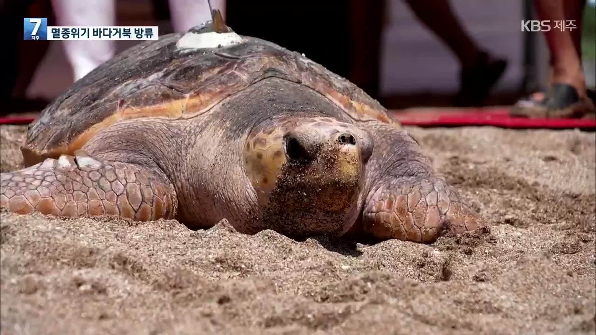 다시 고향 바다로…멸종위기 바다거북 방류