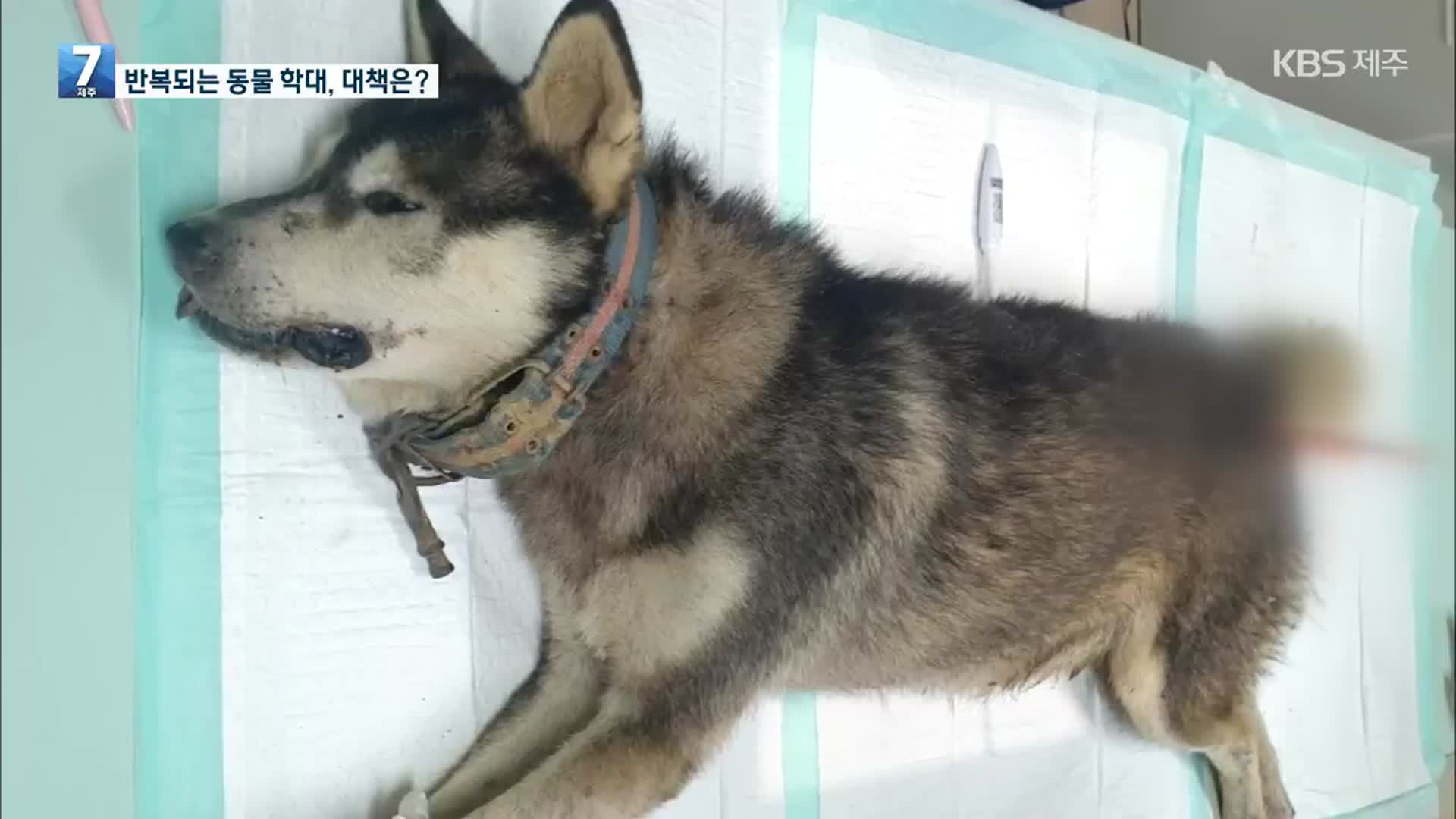 [이슈대담] 반복되는 잔혹한 동물학대 “반드시 엄벌해야”