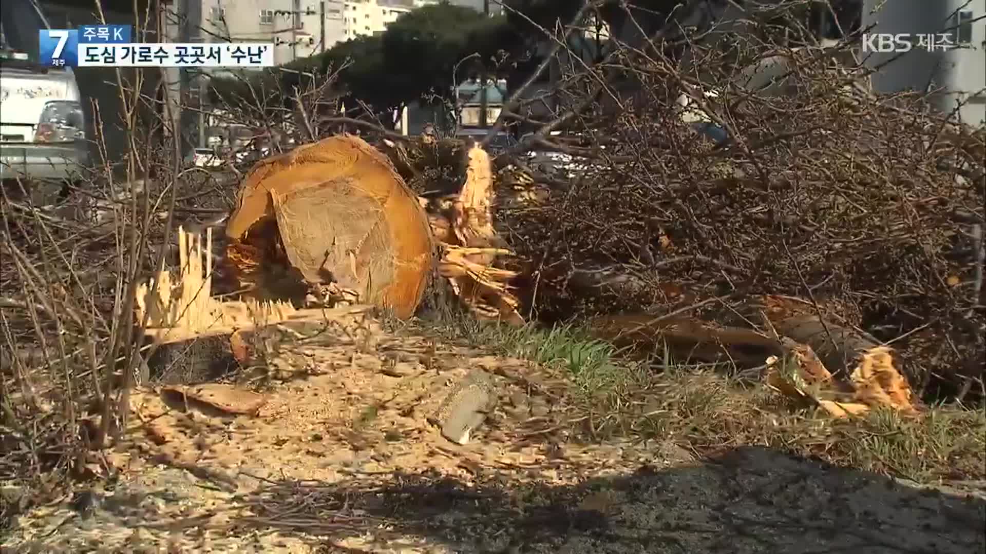 [주목K] “40년 넘은 가로수도 싹둑”…도로 확장에 사라지는 가로수