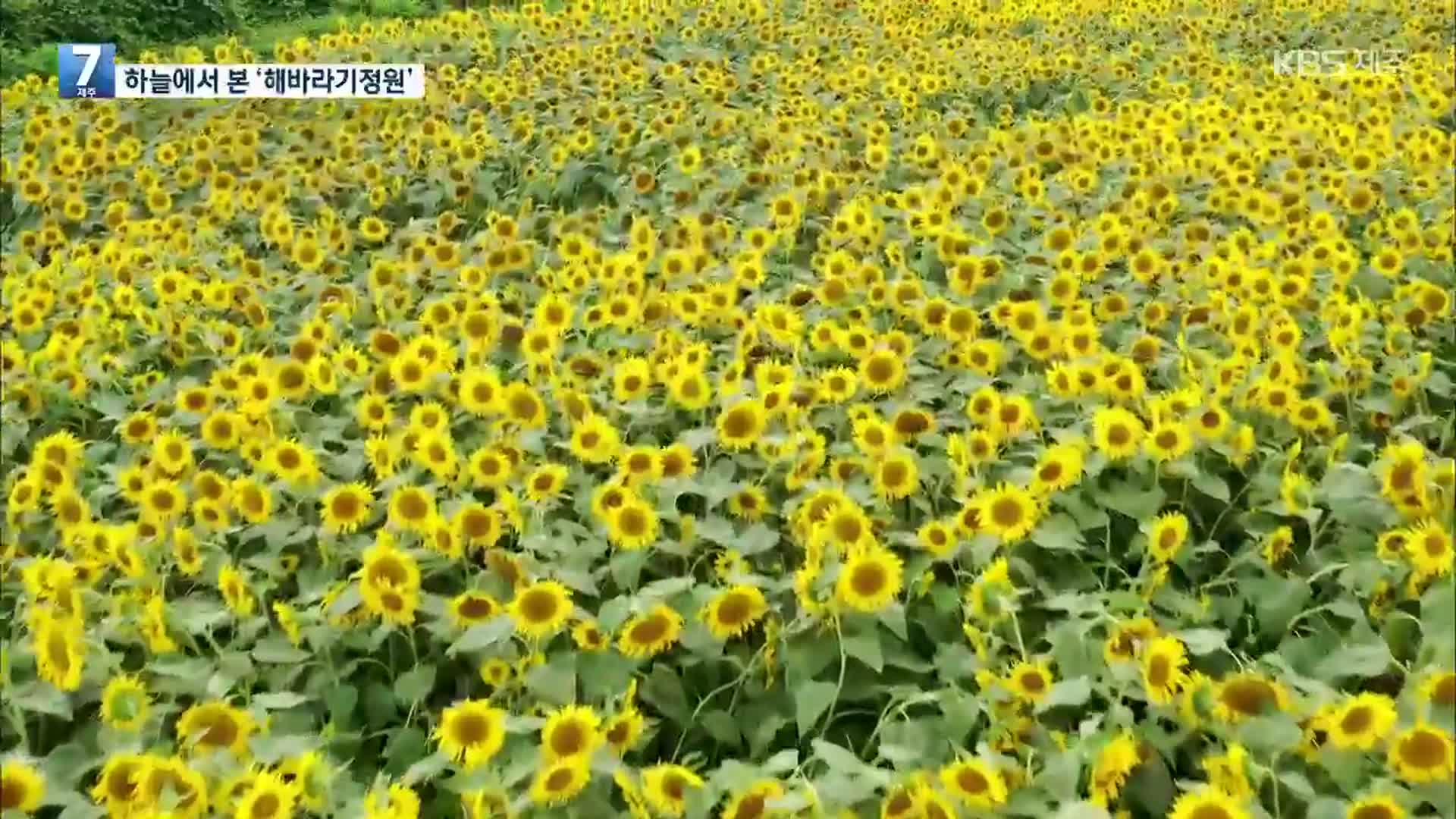 [하늘에서 본 제주] 서귀포시 ‘해바라기정원’