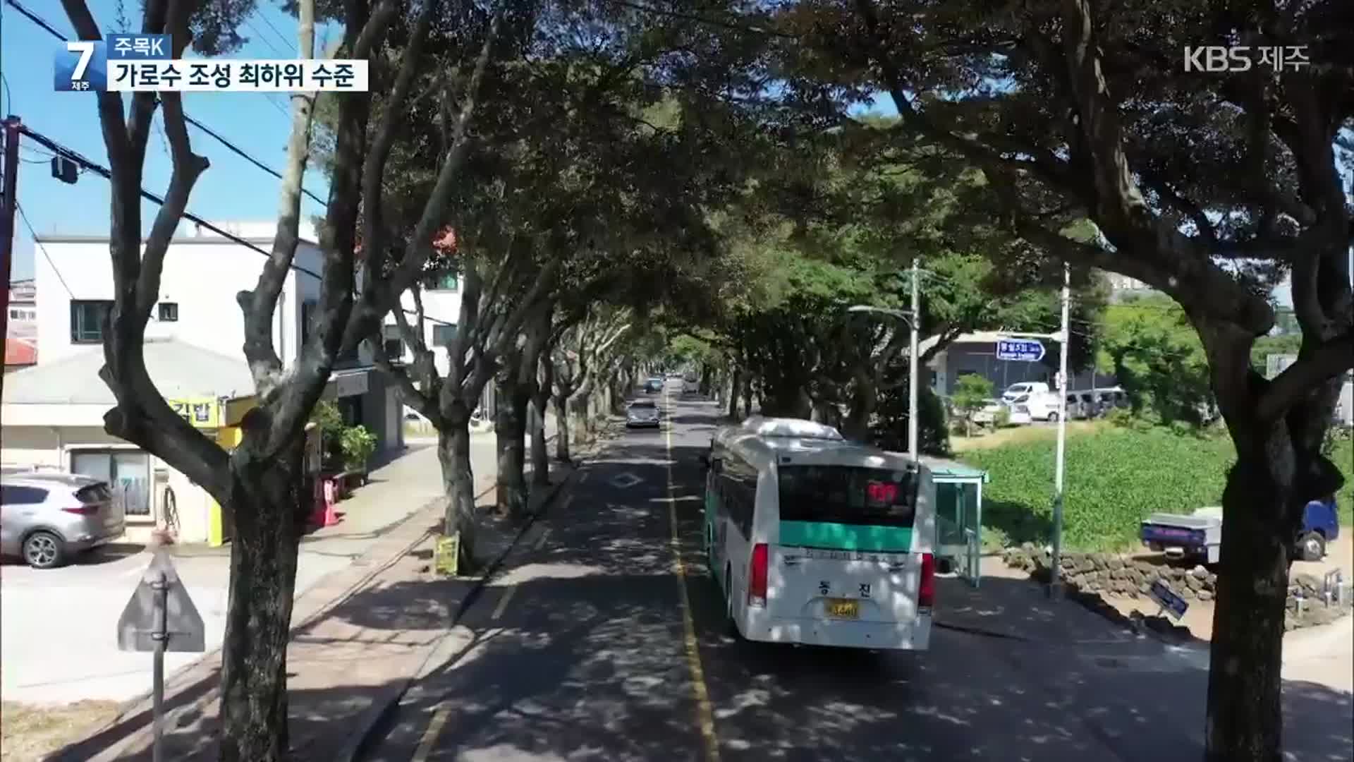 [주목K] 기후 변화에 핵심 역할 가로수…조성 비율은 전국 최하위