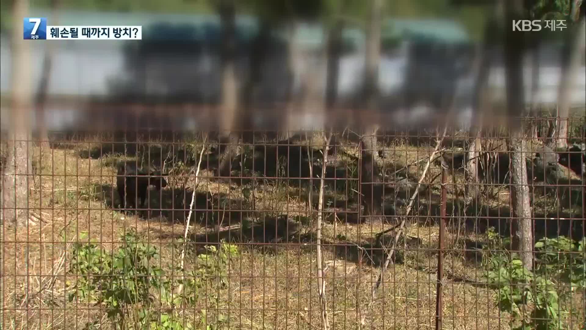 10여 년간 가축 불법 사육·산림 훼손…행정은 관리 소홀