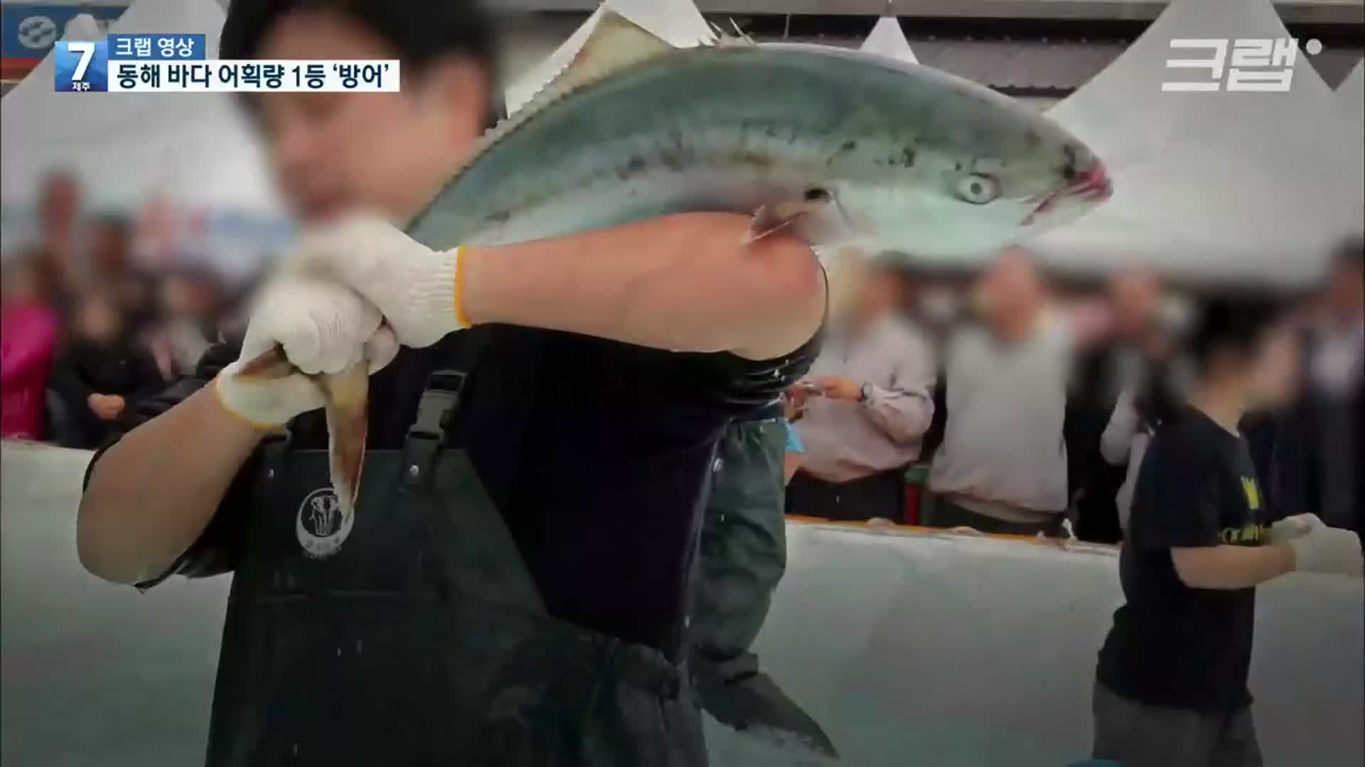 [크랩] 요즘 강원 동해 바다 어획량 1등은 바로 이 생선!