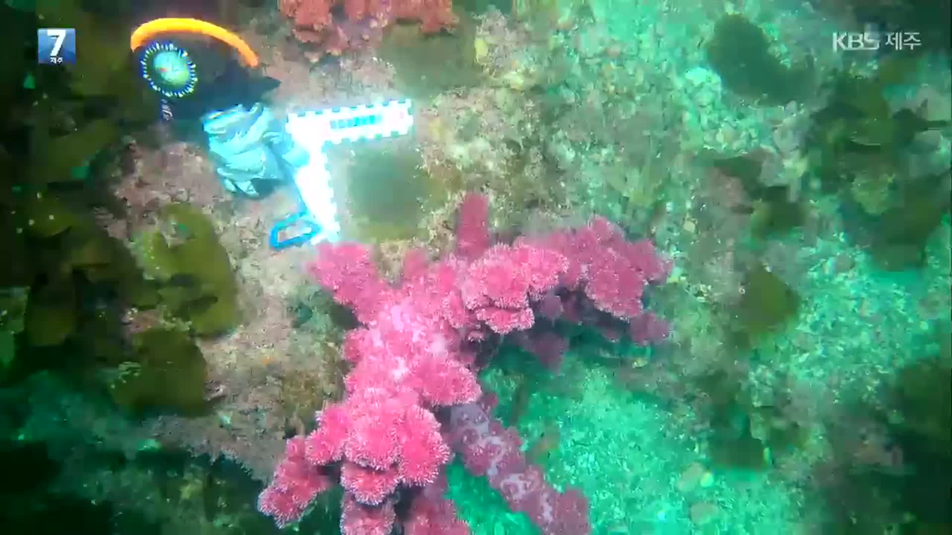 열대 경산호 확산하며 ‘고유 연산호 위협’