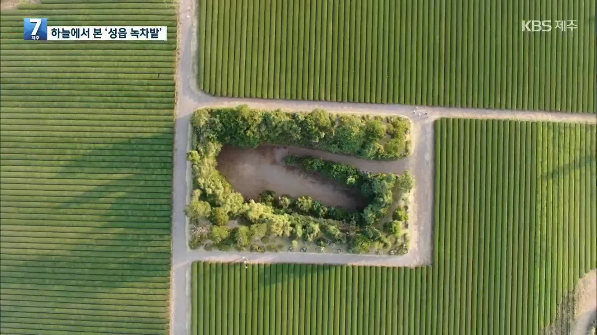 [하늘에서 본 제주] 서귀포시 표선면 ‘성읍 녹차밭’