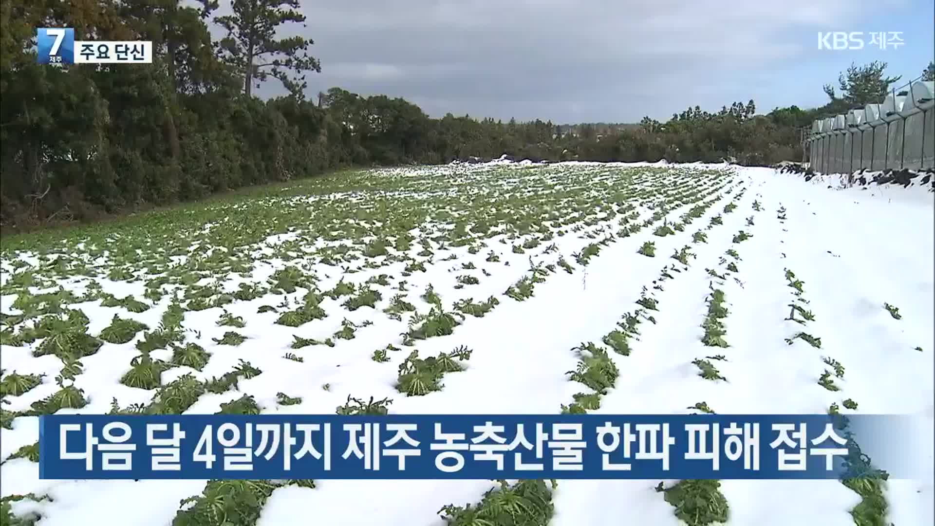 [주요 단신] 다음 달 4일까지 제주 농축산물 한파 피해 접수 외