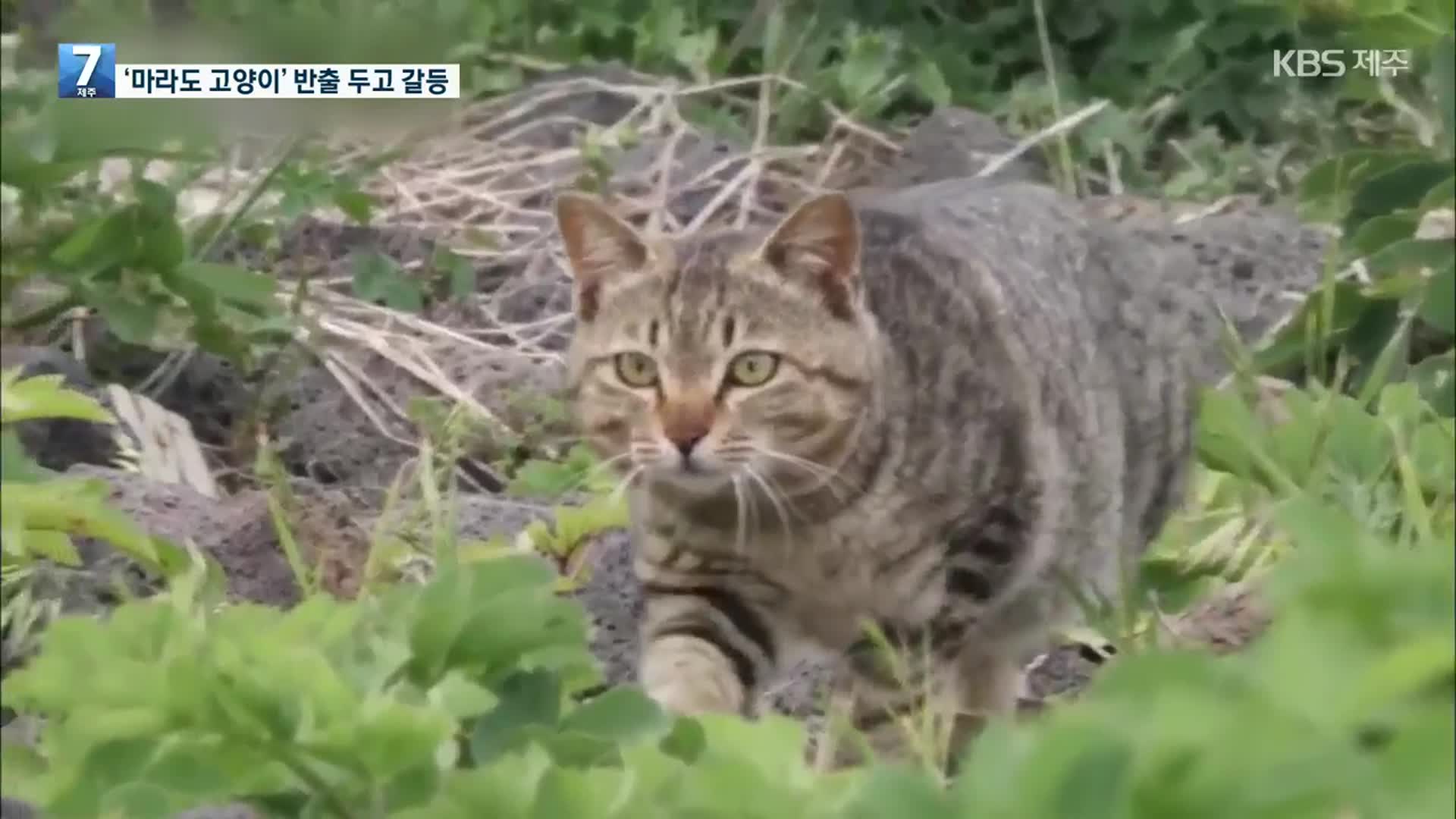 마라도 고양이 반출 놓고 갈등…“야생조류 위협”·“근거 없다”