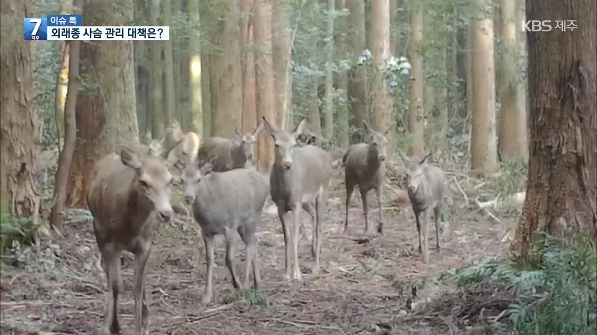 [이슈톡] 제주도 내 서식 확인된 ‘외래종 사슴’?