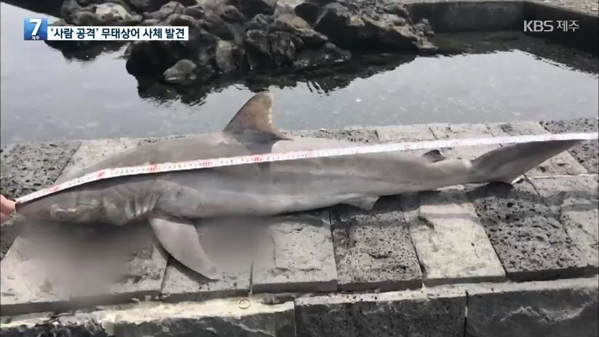 제주 연안에 상어가?…“자극하지 말고 피하세요”