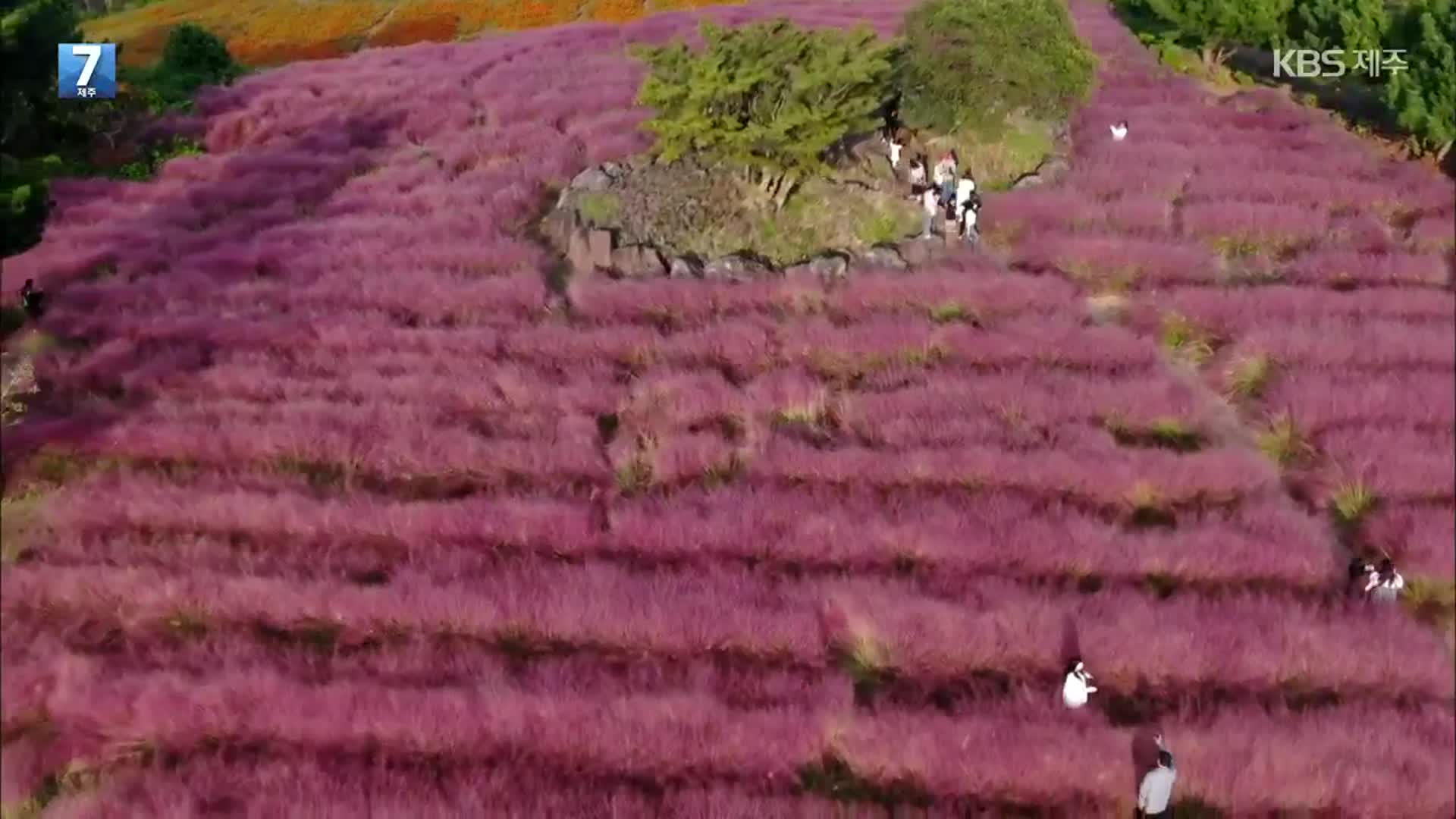 [하늘에서 본 제주] 핑크뮬리 농원, 분홍빛 물결 장관