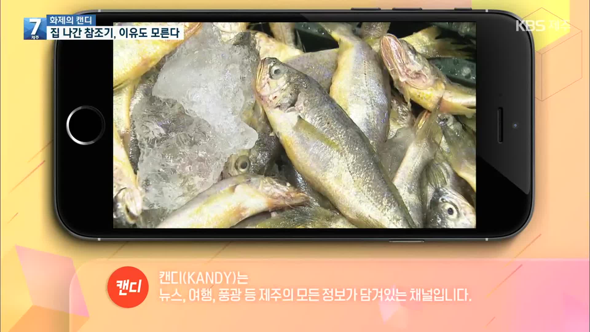 [화제의 캔디] 집 나간 참조기 ‘아무도 이유를 몰라’