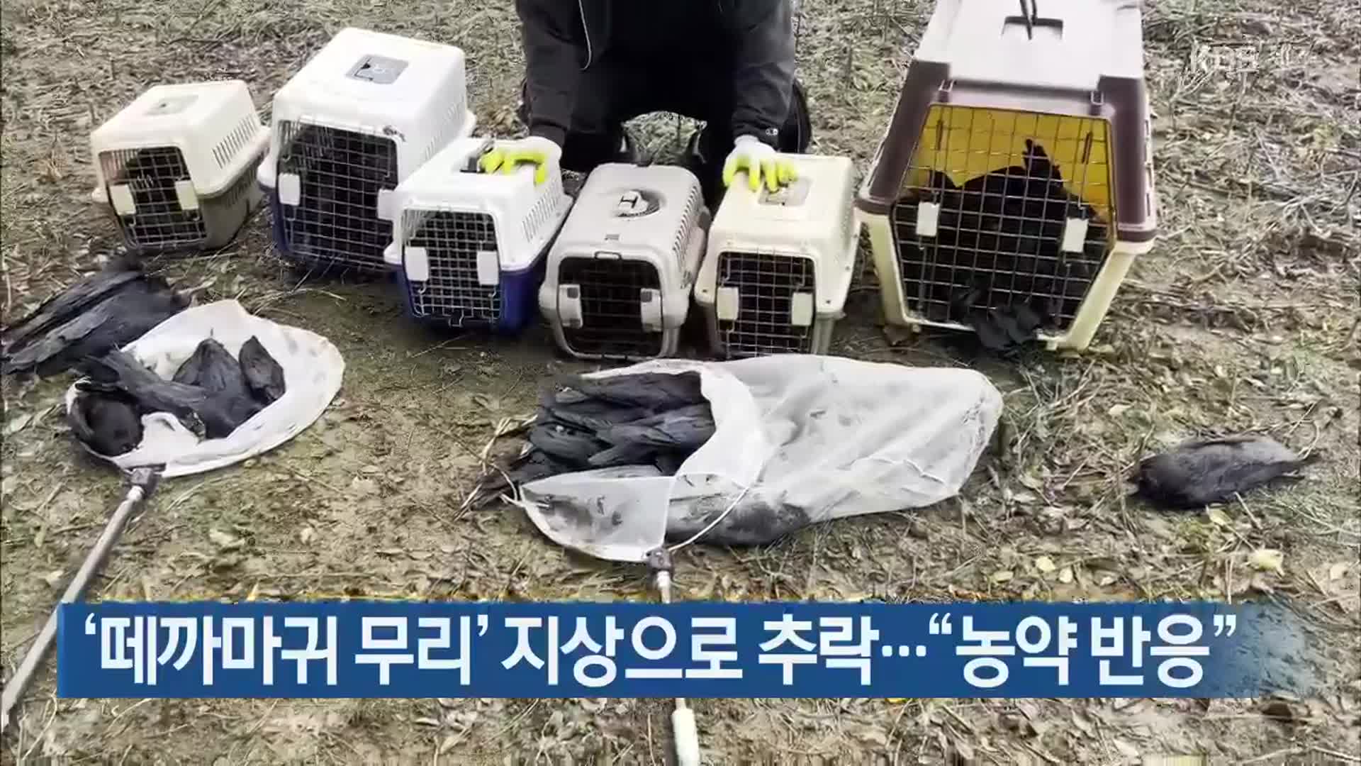 ‘떼까마귀 무리’ 지상으로 추락…“농약 반응”