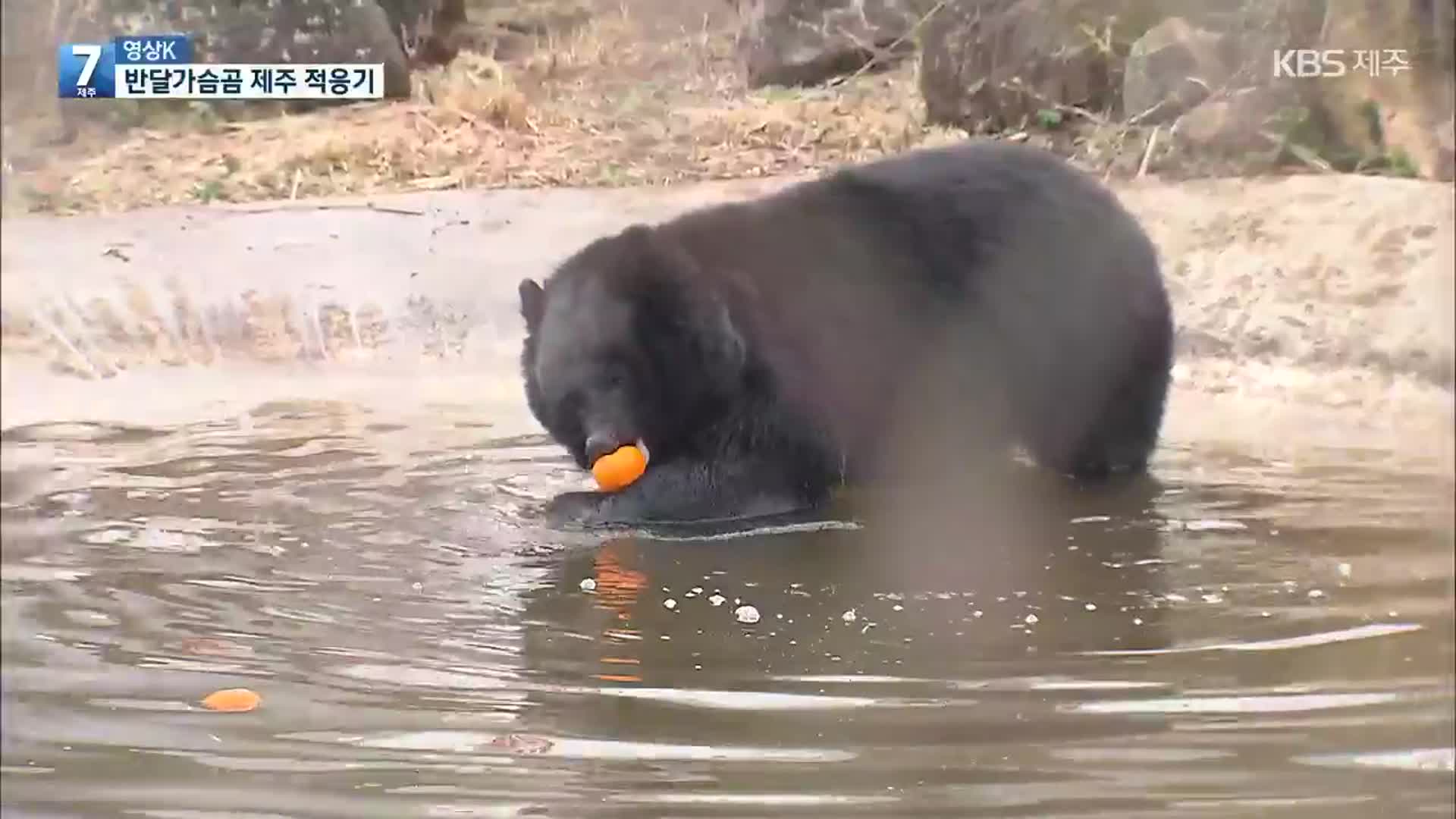 [영상K] 제주 자연 품에 ‘쏙’…반달가슴곰 제주 적응기