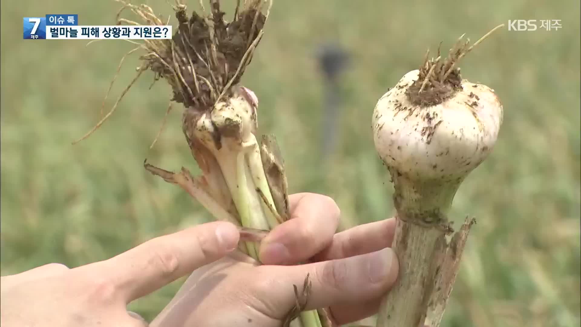 [이슈톡] 벌마늘 농업재해 인정…피해 상황과 지원은?