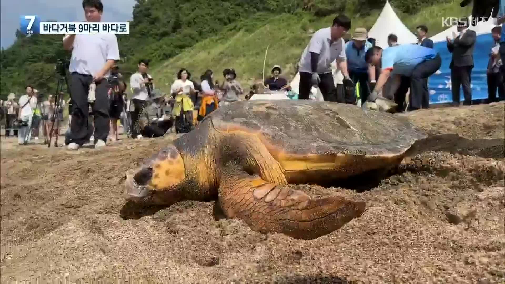 멸종 위기 바다거북 9마리…제주 바닷속으로