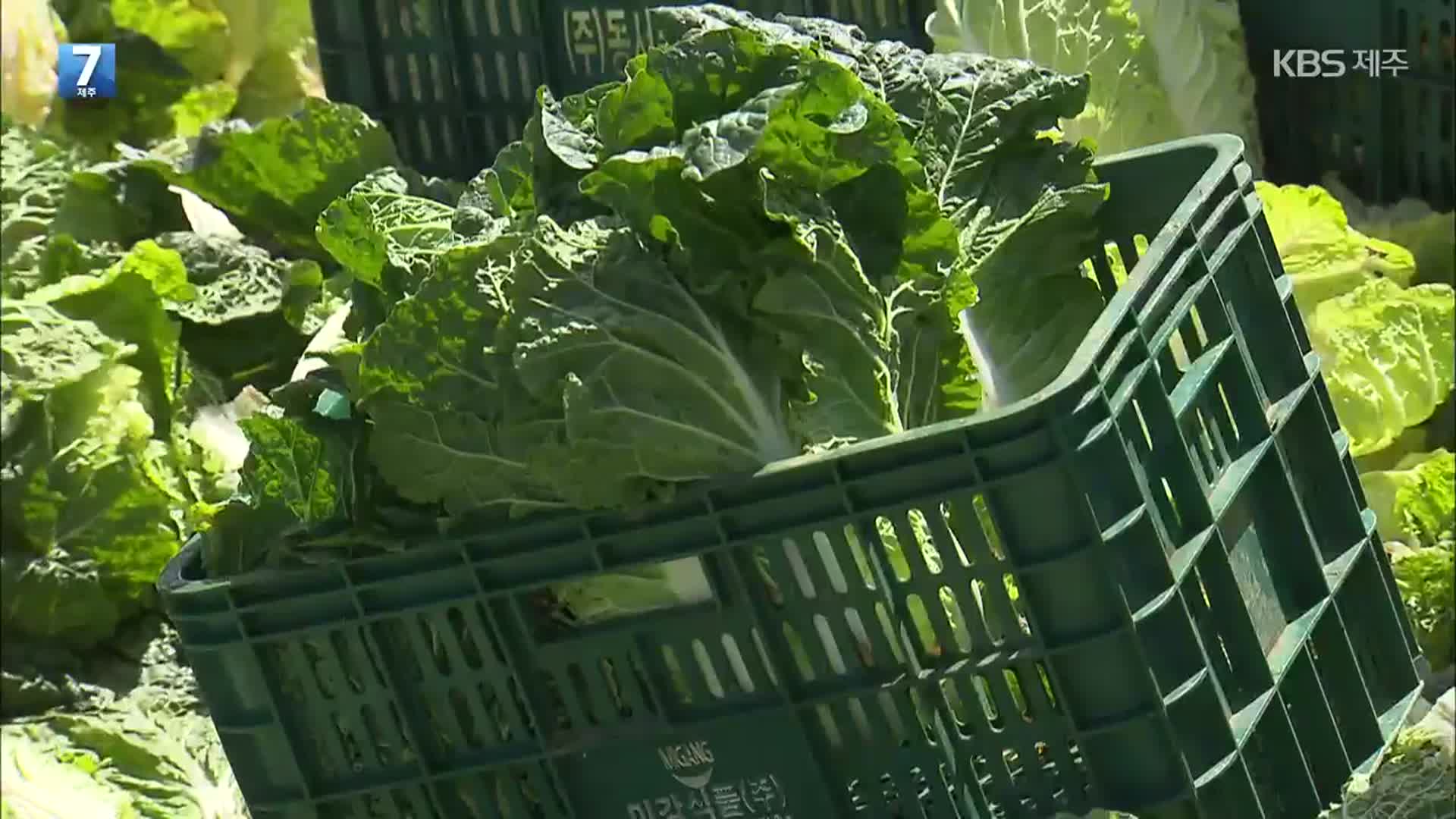 “배춧값 잡아라”…정부, 중국산 배추 직접 수입