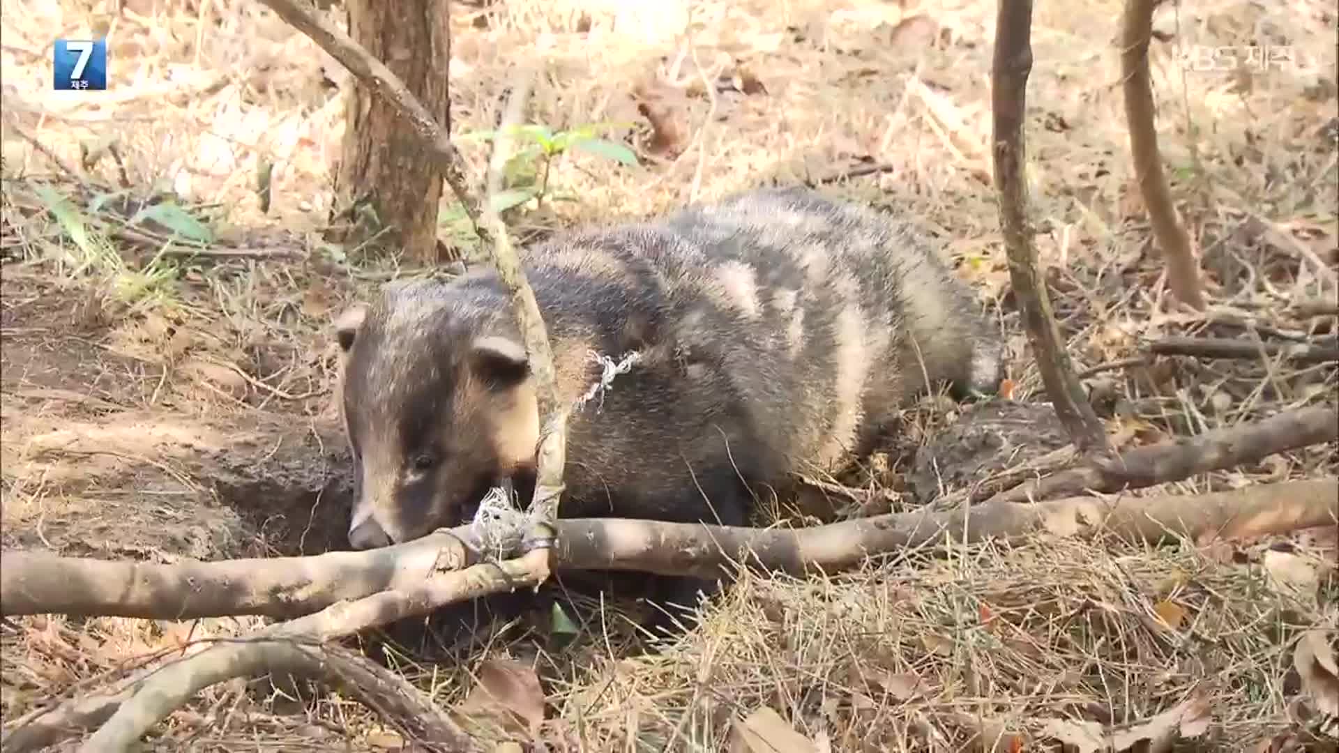 산책로 인근서 덫에 걸린 오소리…위험한 불법 밀렵