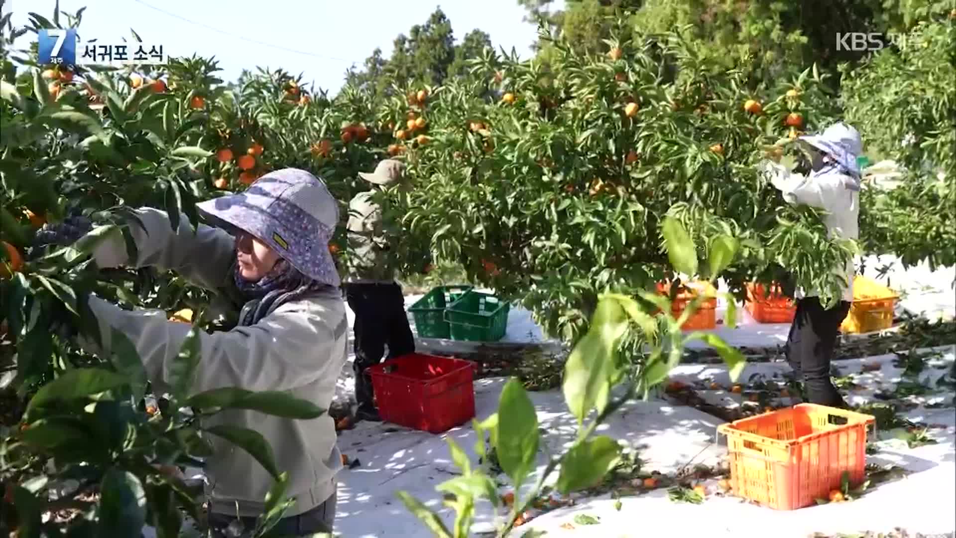 [서귀포 소식] 농가 인력난 해소…외국인 계절근로자 배치