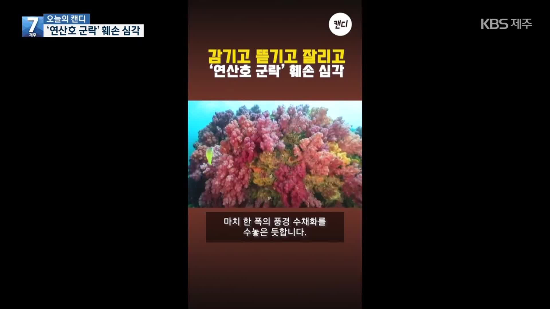 [오늘의 캔디] ‘연산호 군락’ 훼손 심각