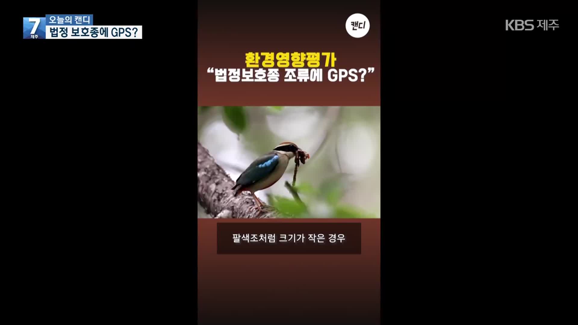 [오늘의 캔디] 법정 보호종에 GPS?