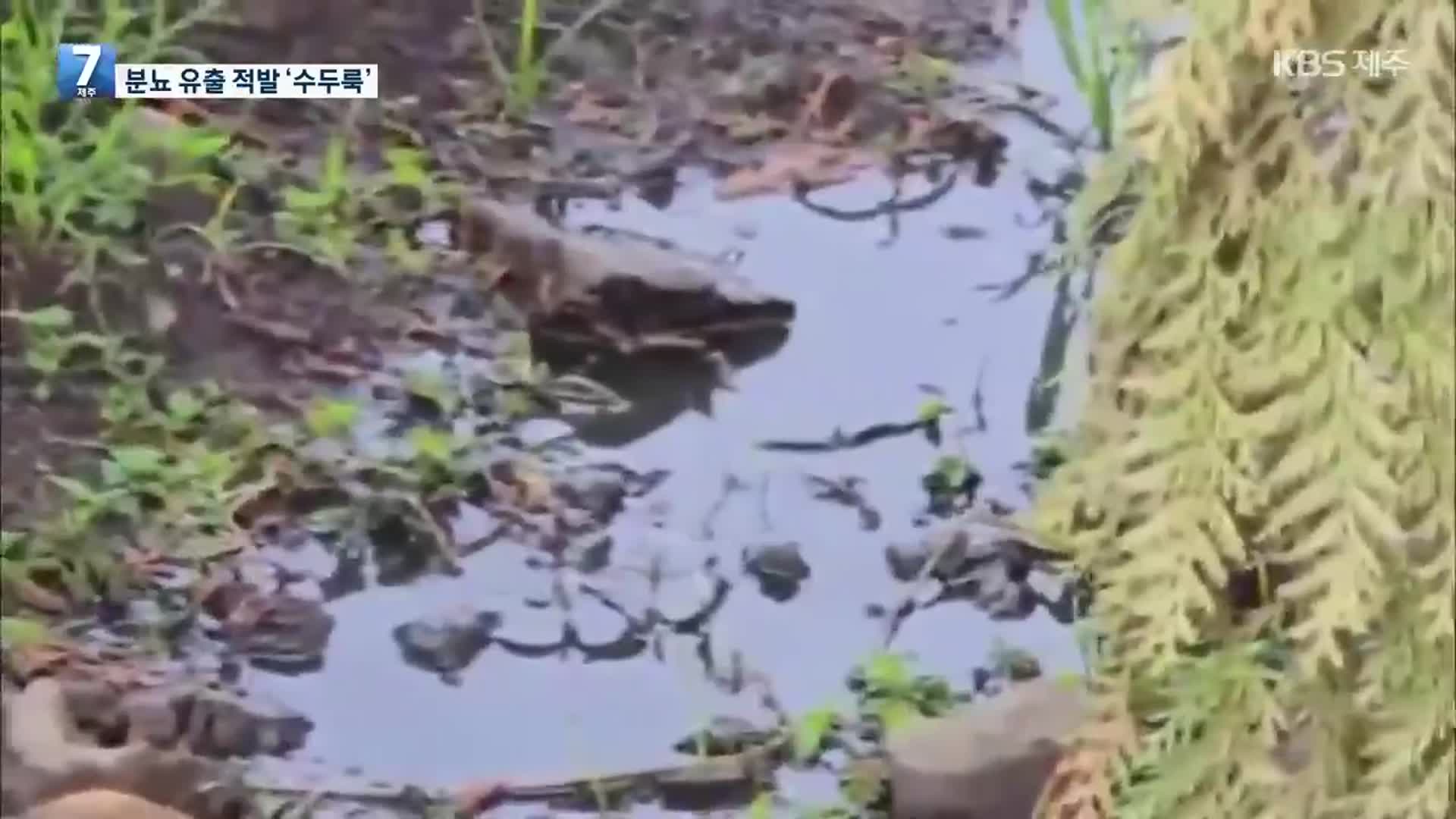 ‘무단 유출 가축분뇨 오염도 심각’…“4년간 적발만 26건”