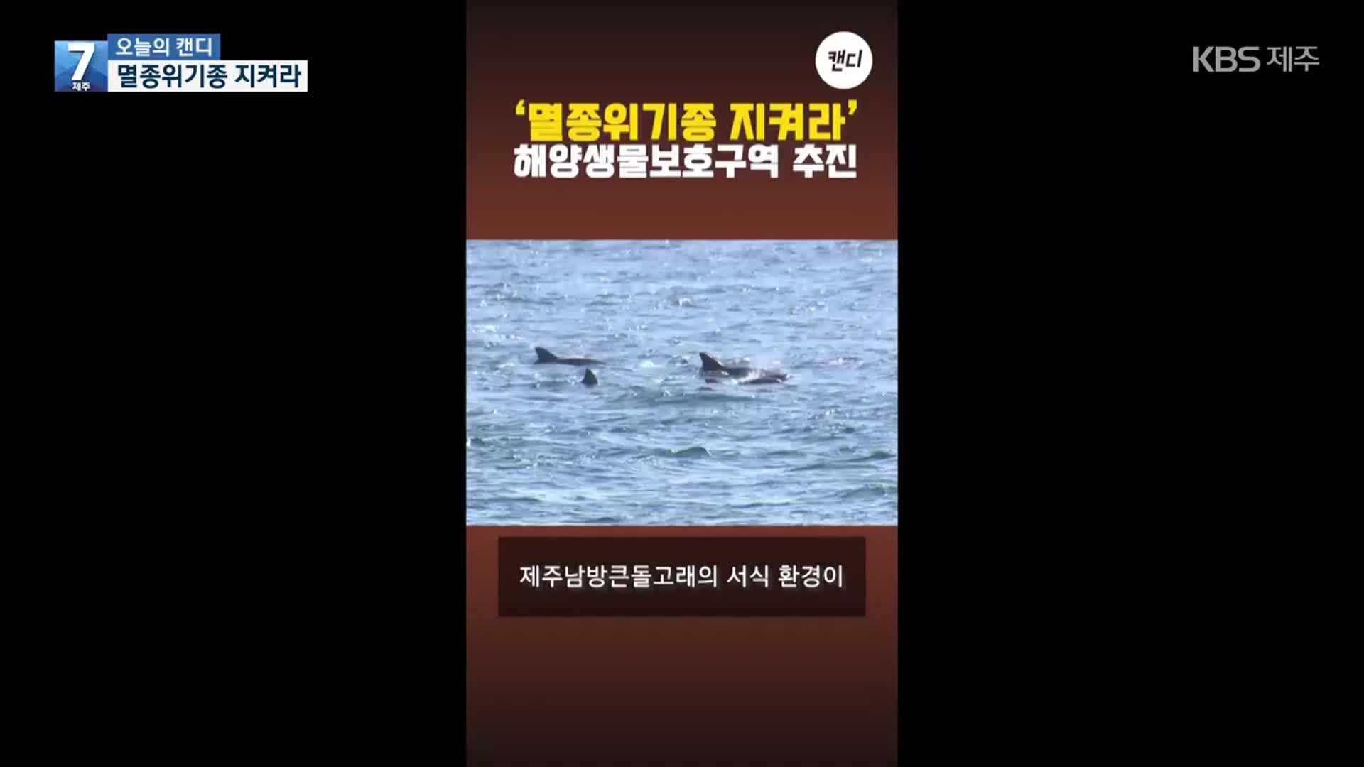 [오늘의 캔디] 멸종위기종 지켜라