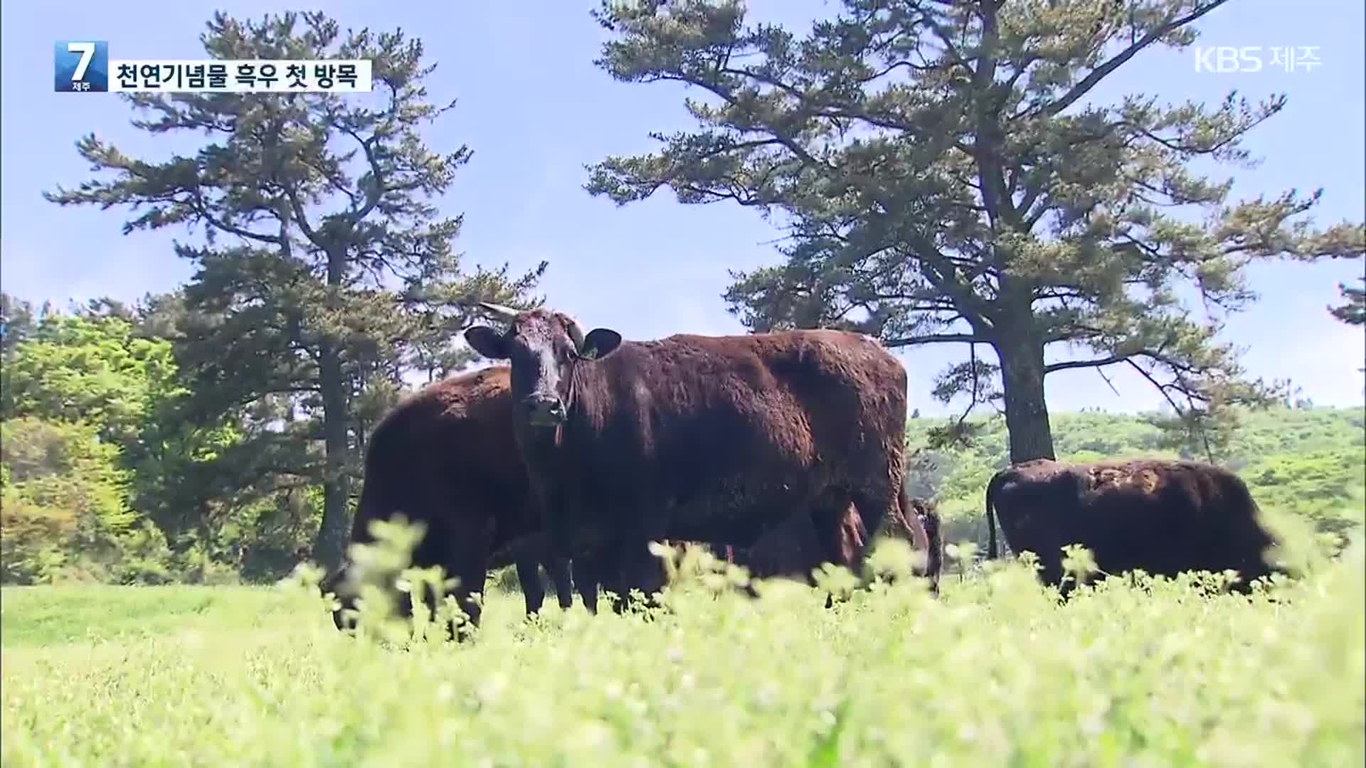 천연기념물 제주 흑우 첫 방목…“초원에서 만나요”