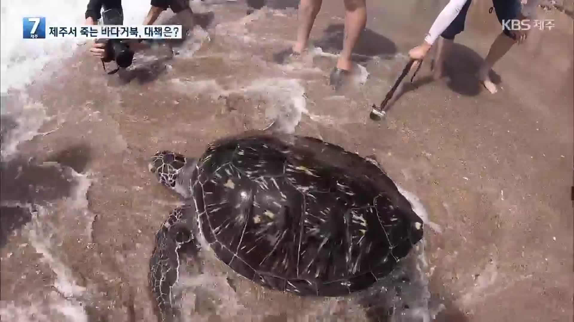 제주에서 죽는 바다거북, 대책은?