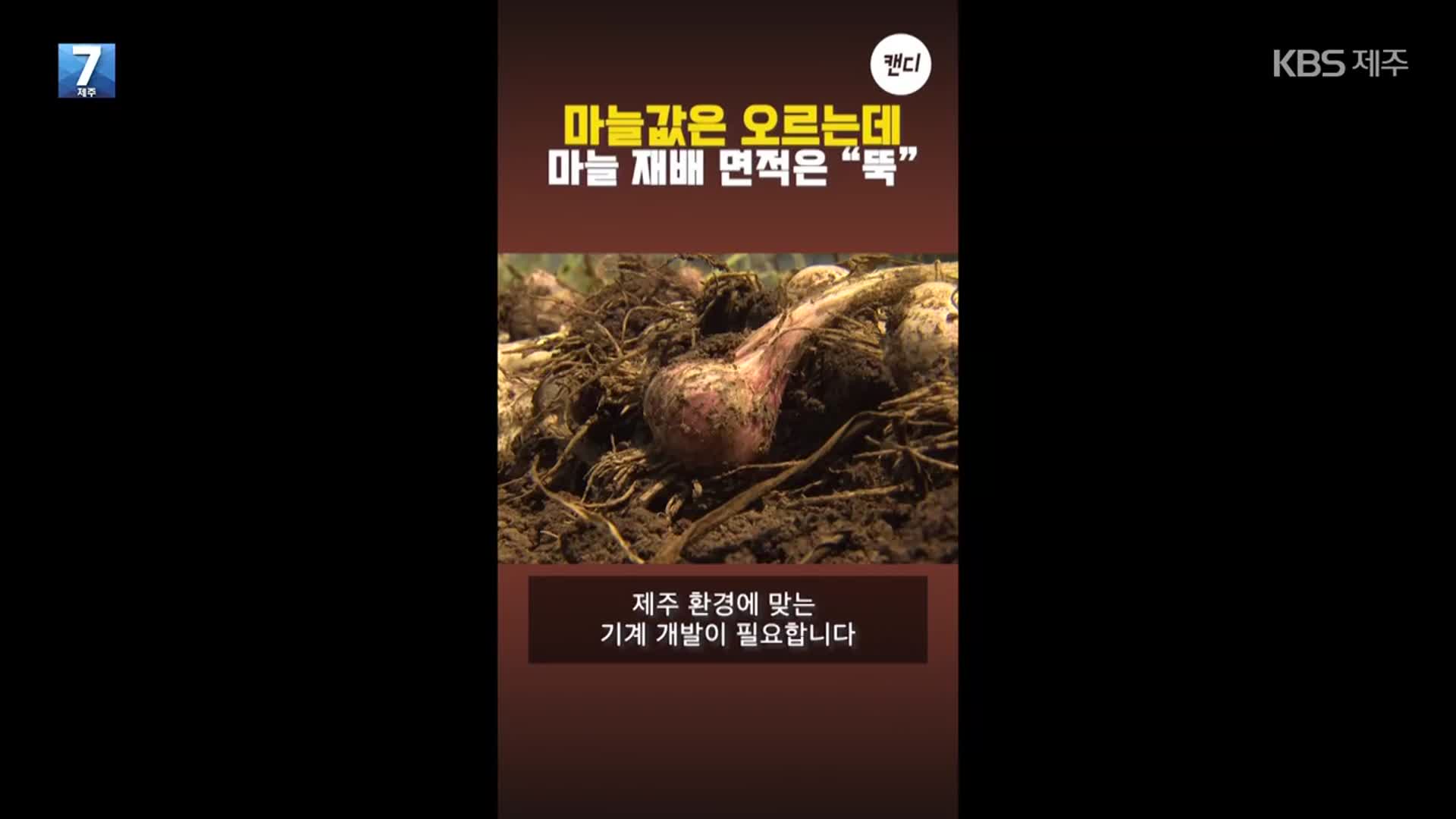 [오늘의 캔디] 전국 첫 마늘 수확…재배 면적은 ‘급감’