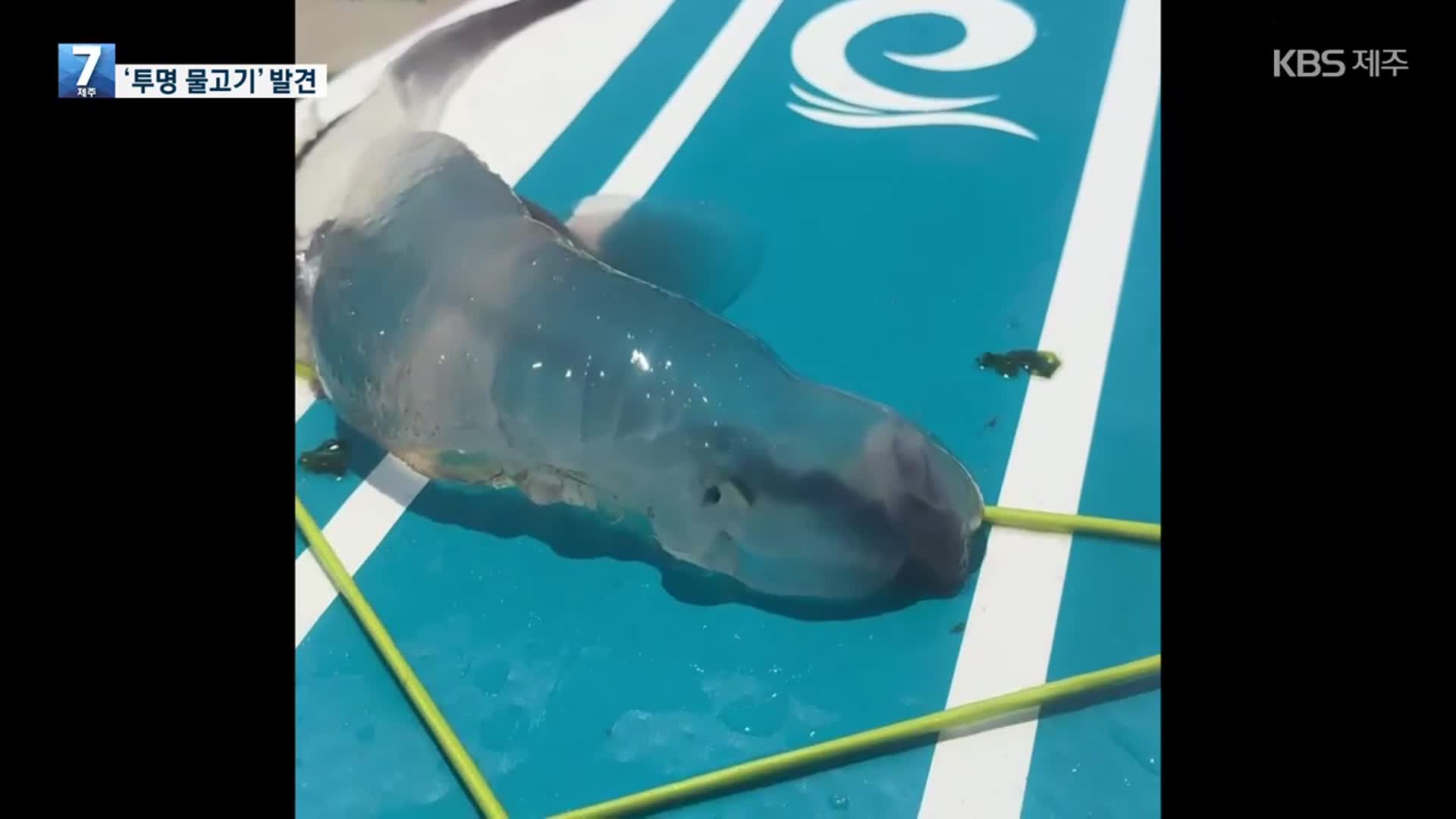 제주 바다에 무슨 일이?…‘투명 물고기’ 발견