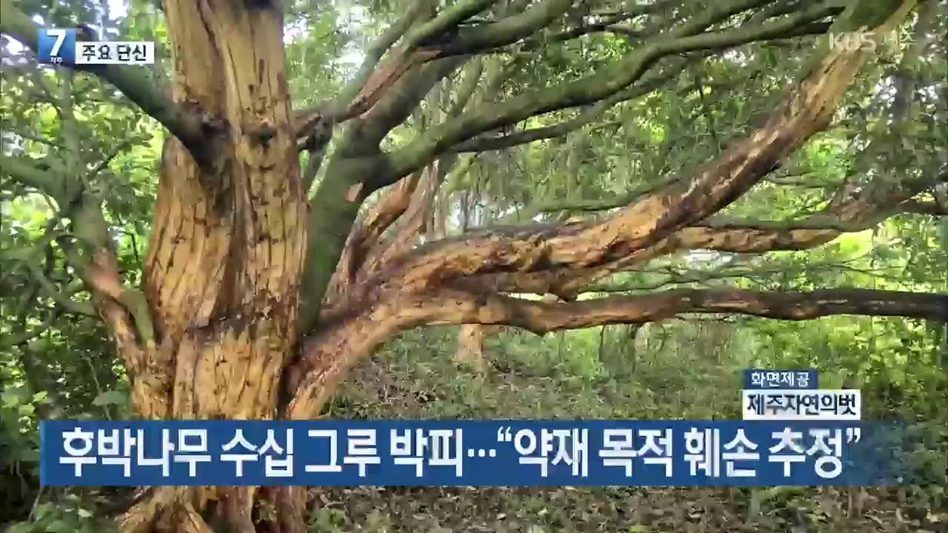 [주요 단신] 후박나무 수십 그루 박피…“약재 목적 훼손 추정” 외