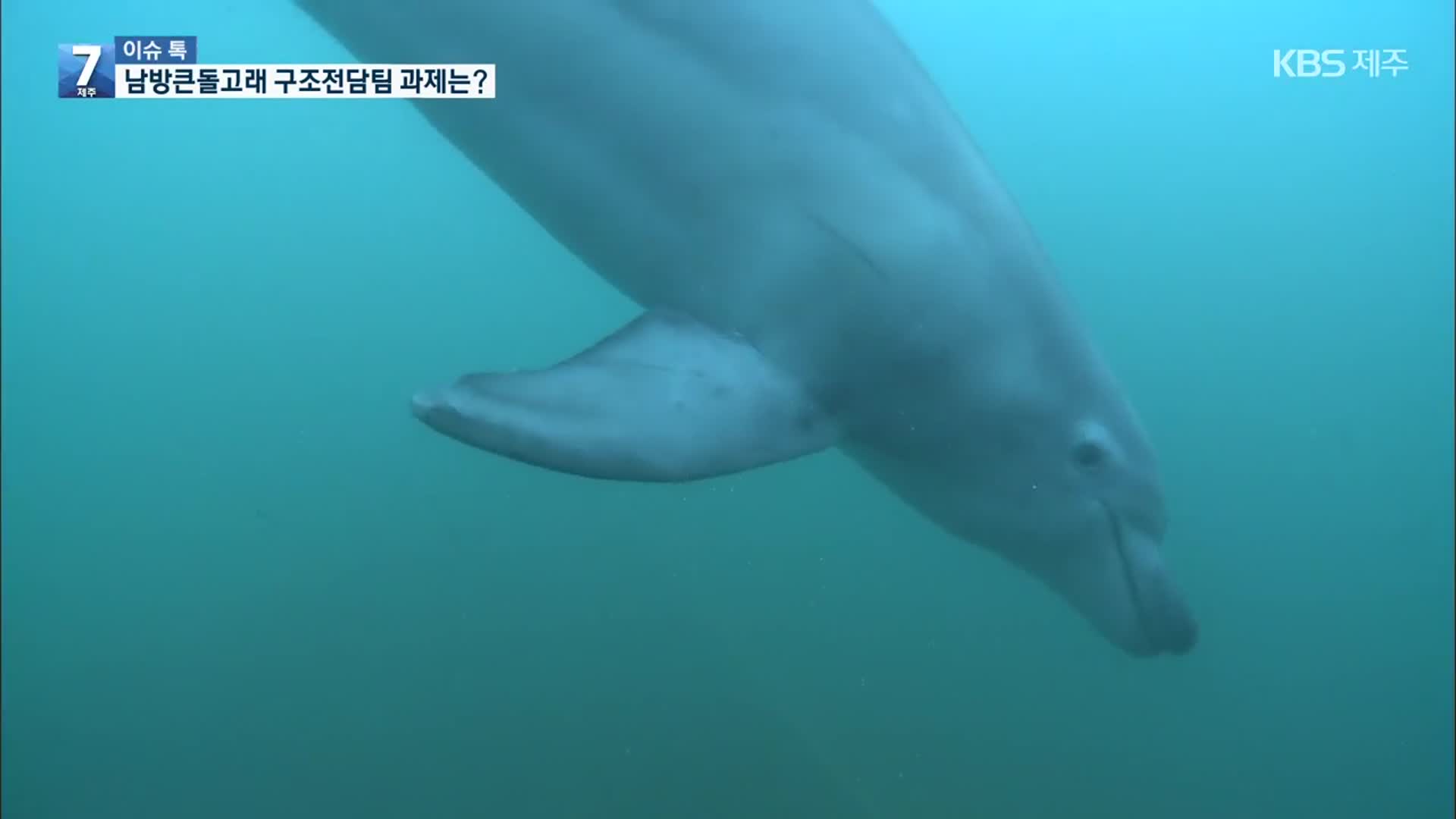[이슈톡] 남방큰돌고래 구조 자체 대응…전담팀 구성 과제는?