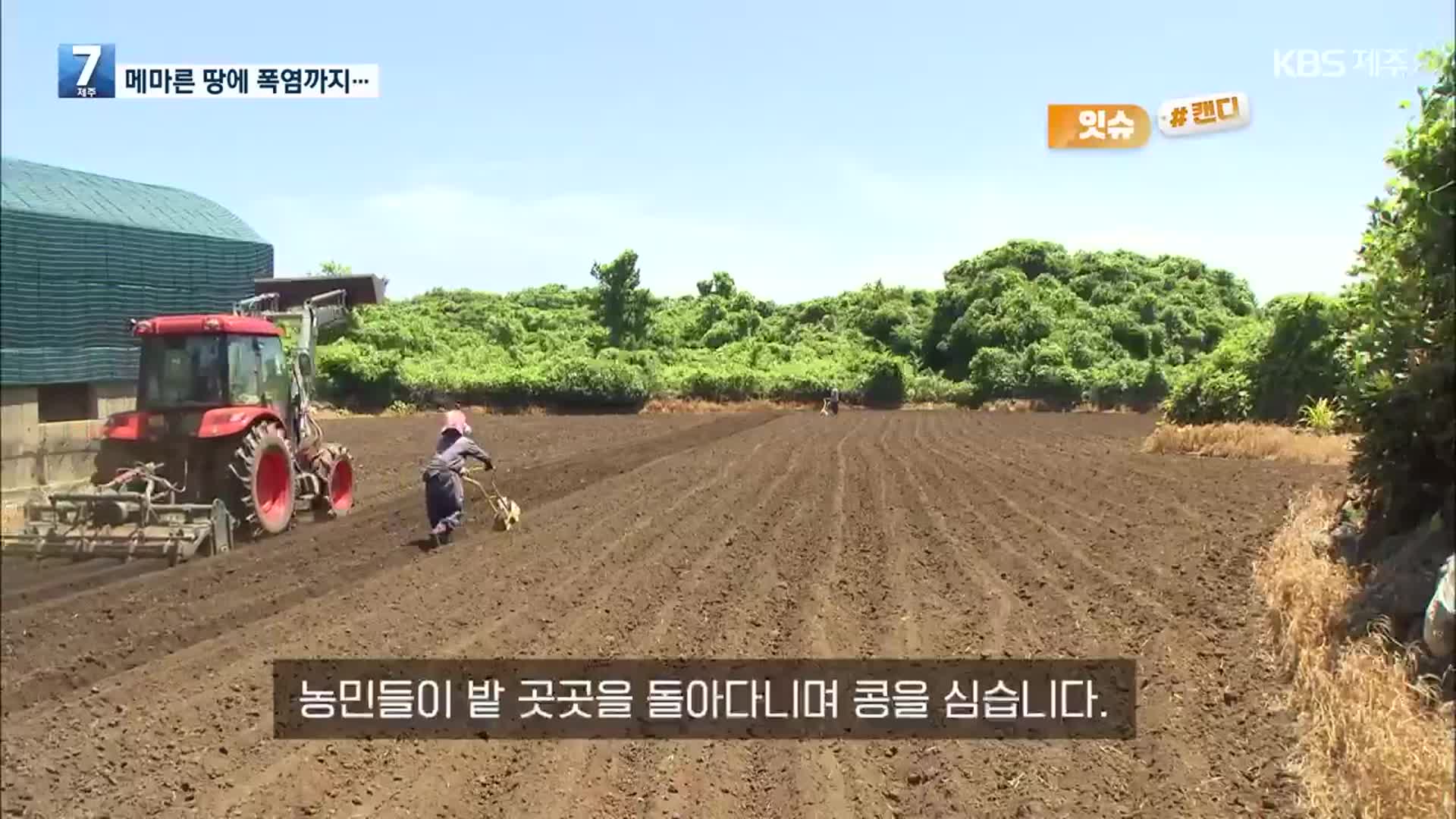 [오늘의 캔디] 메마른 땅에 폭염까지…