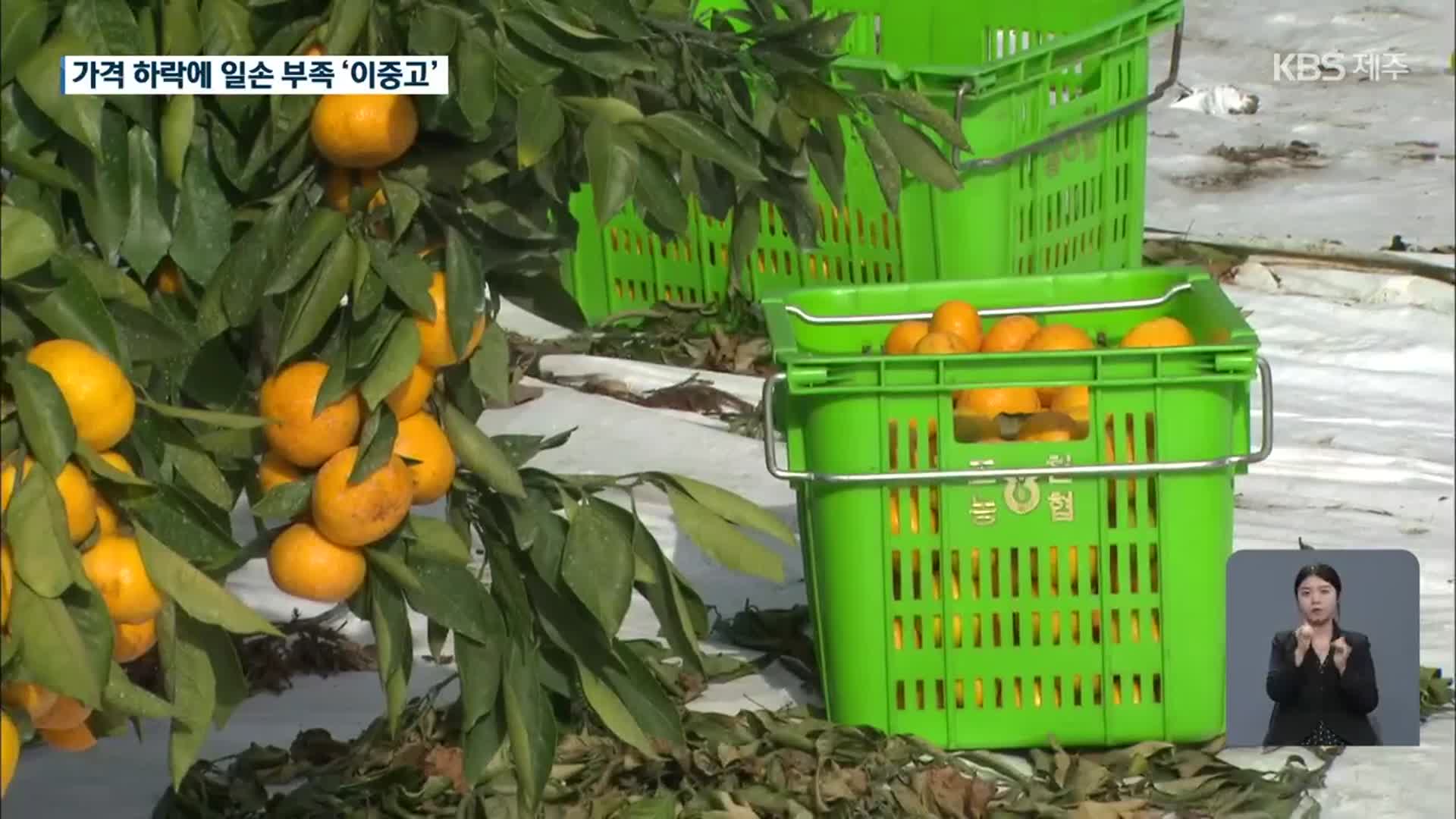 ‘엎친 데 덮친 격’…감귤 가격 하락에 일손 부족까지