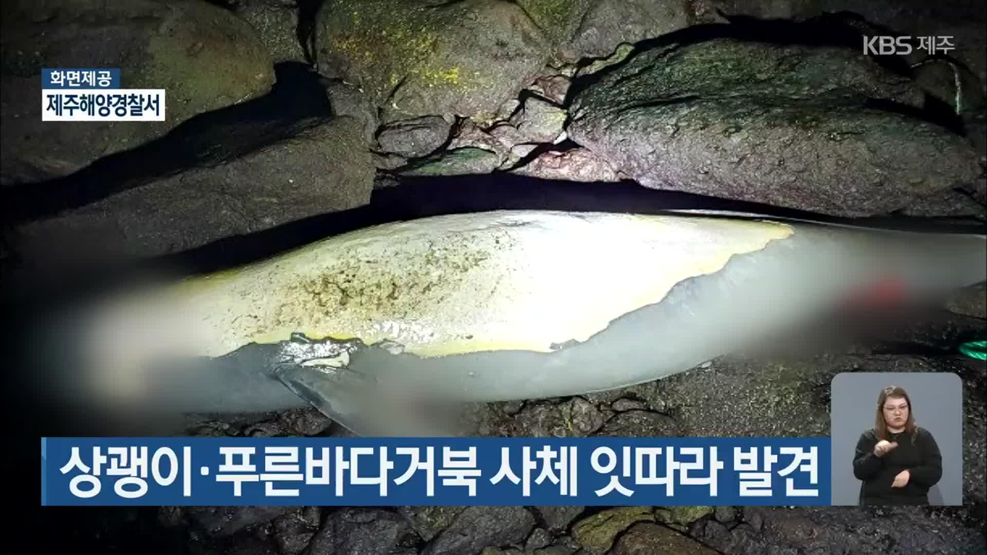 상괭이·푸른바다거북 사체 잇따라 발견
