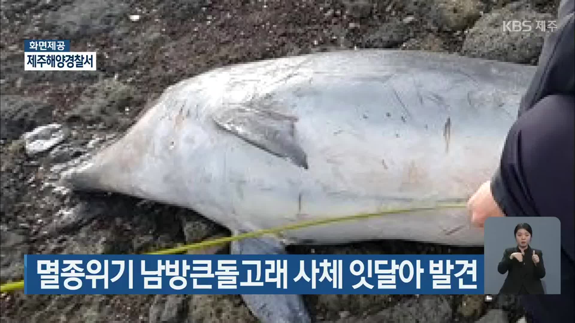 멸종위기 남방큰돌고래 사체 잇달아 발견