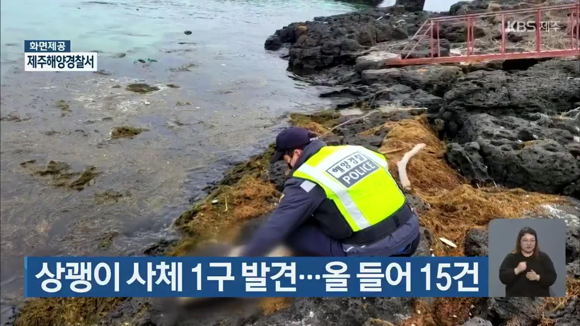 상괭이 사체 1구 발견…올 들어 15건