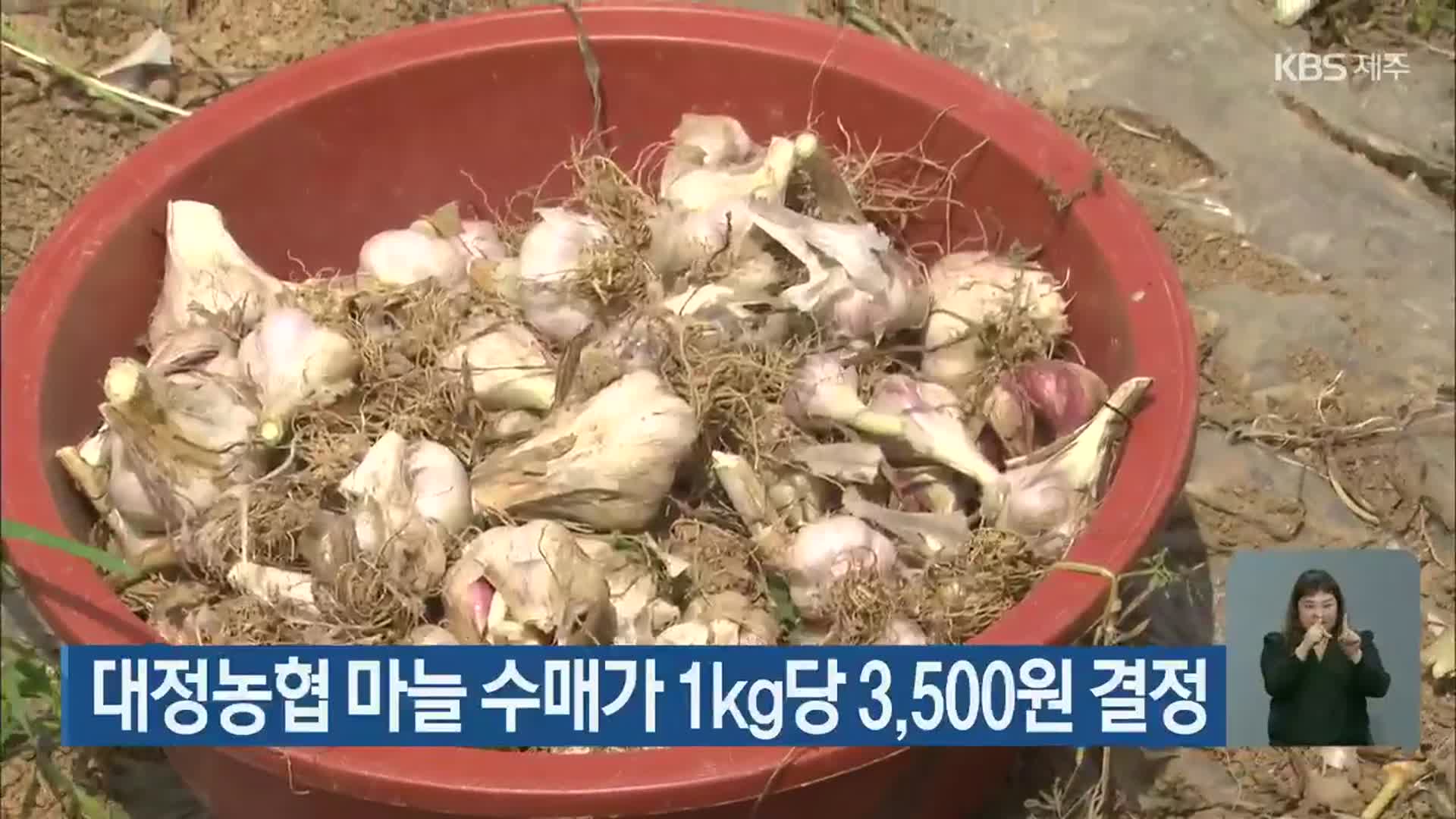 대정농협 마늘 수매가 1㎏당 3,500원 결정