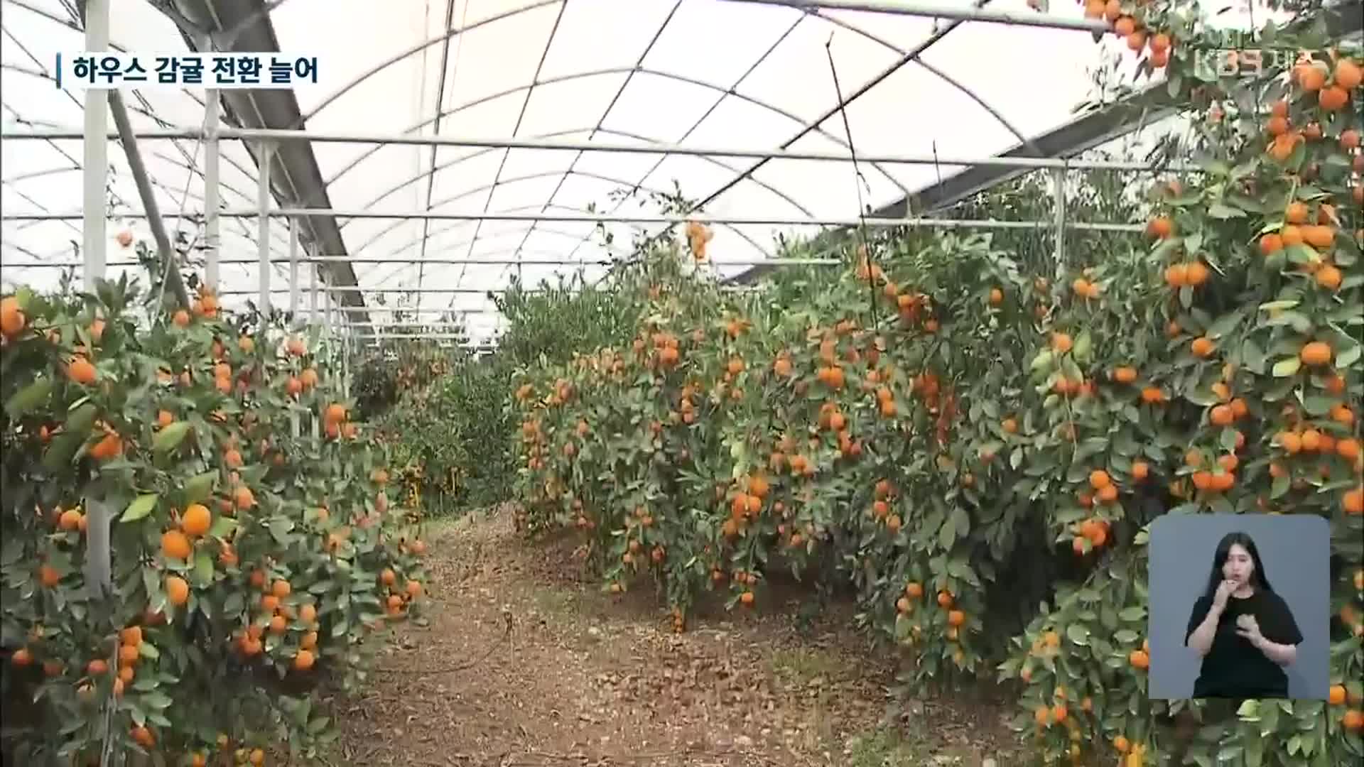 “여름에도 먹는 감귤”…노지에서 하우스로 ‘세대 교체 바람’