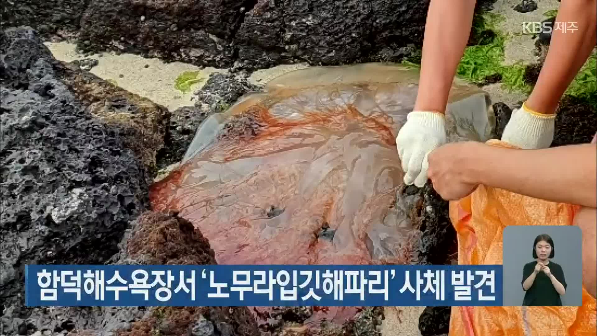 함덕해수욕장서 ‘노무라입깃해파리’ 사체 발견