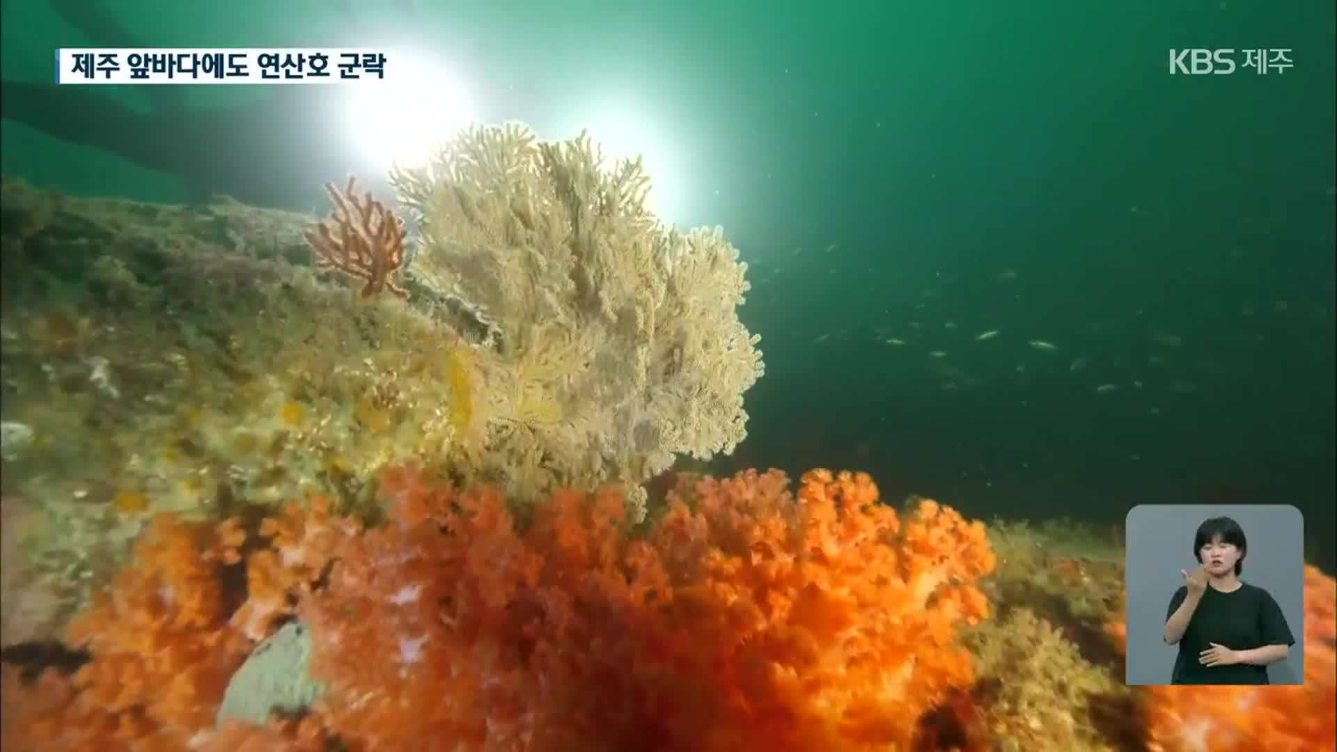 형형색색 연산호의 북상…제주 앞바다에도 서식 확인