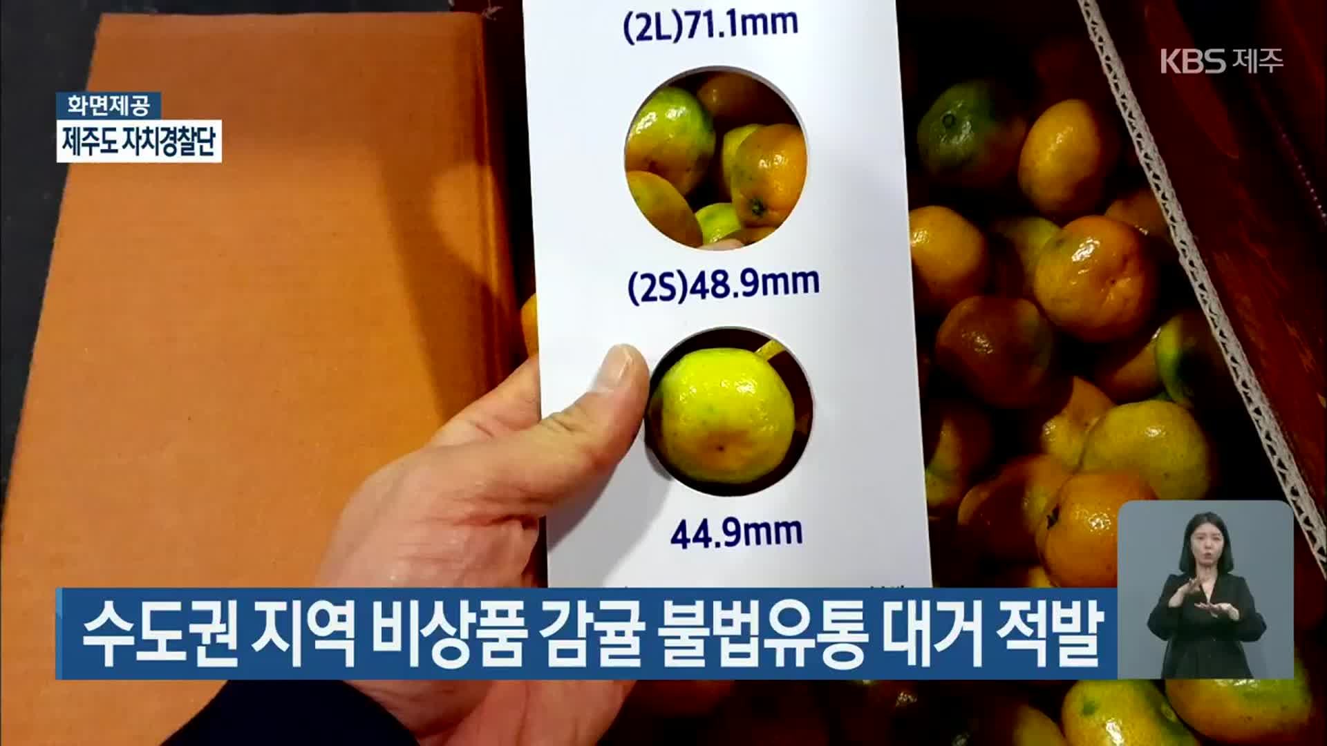 수도권 지역 비상품 감귤 불법유통 대거 적발