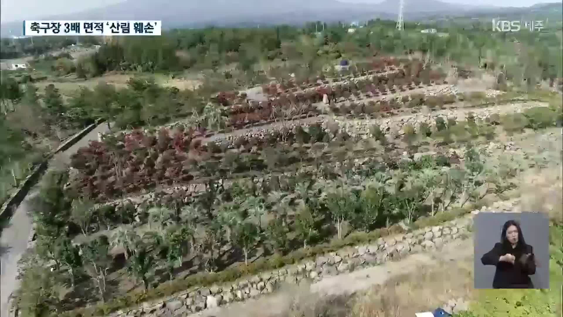 축구장 3배 면적 산림 훼손한 농협 조합장 적발