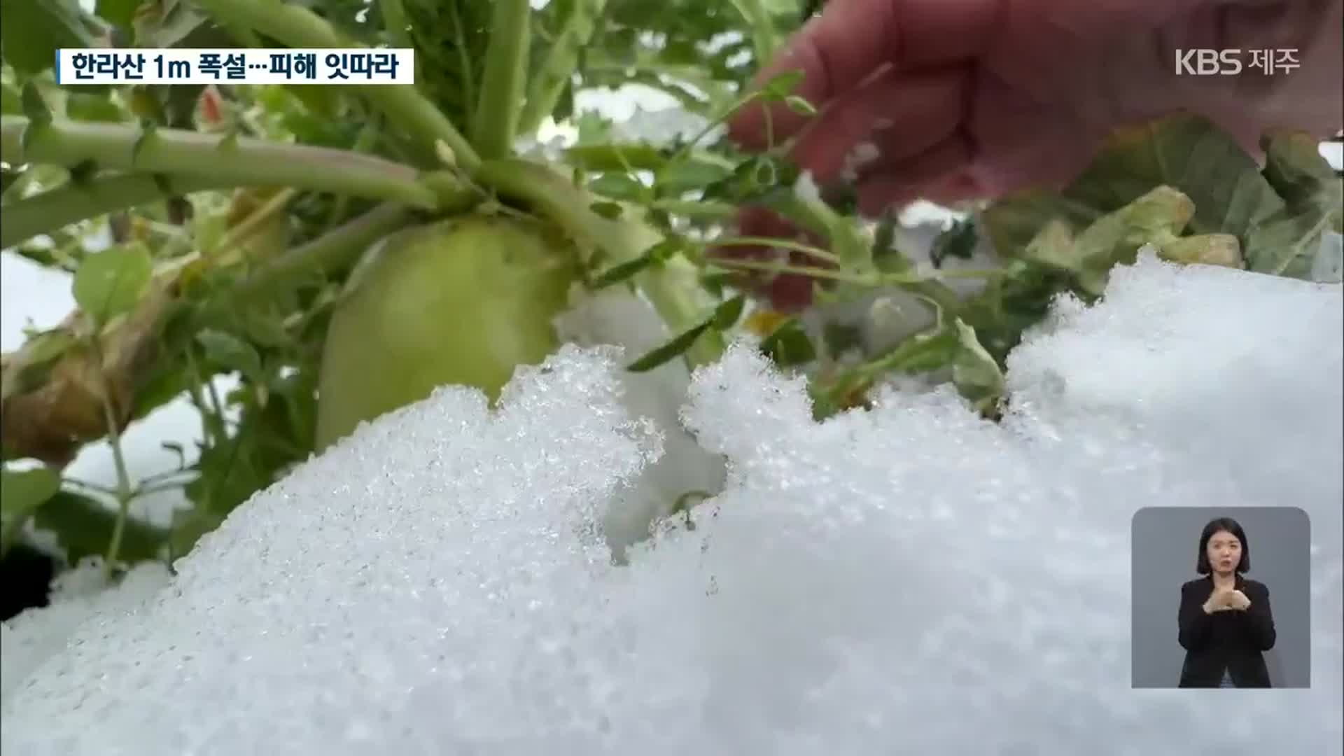 ‘한라산 1m 폭설’ 곳곳 사고 잇따라…‘월동 무’ 피해도 우려
