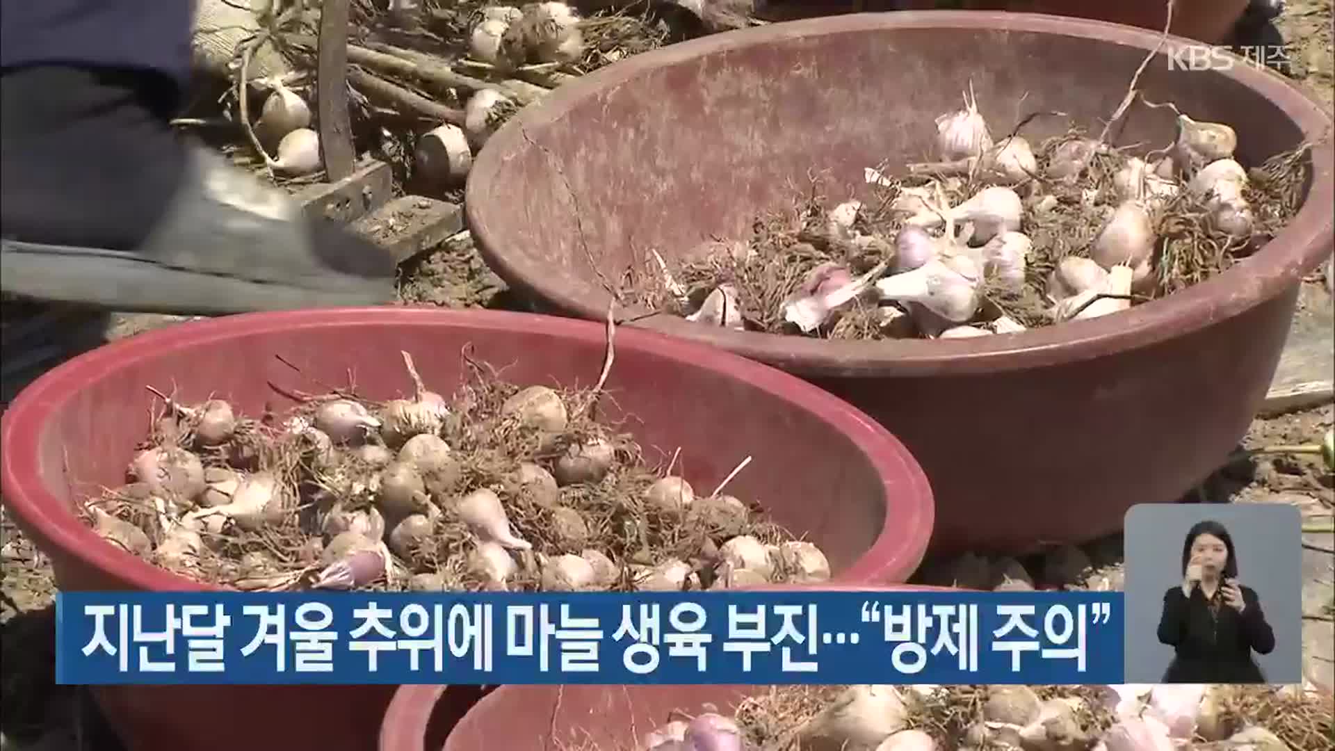 지난달 겨울 추위에 마늘 생육 부진…“방제 주의”