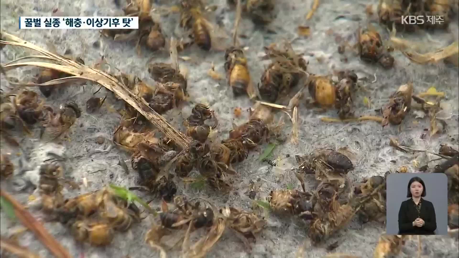 제주 ‘꿀벌 실종’ 사태…원인은 해충과 이상 기후