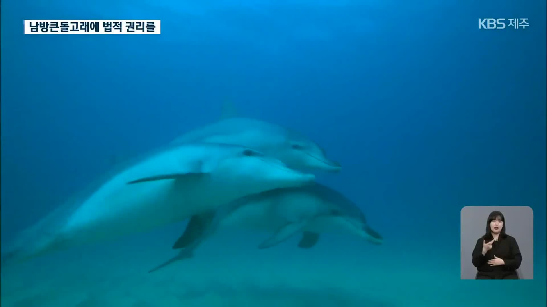 ‘남방큰돌고래 법적 권리 부여’…생태법인 도입 논의 시작