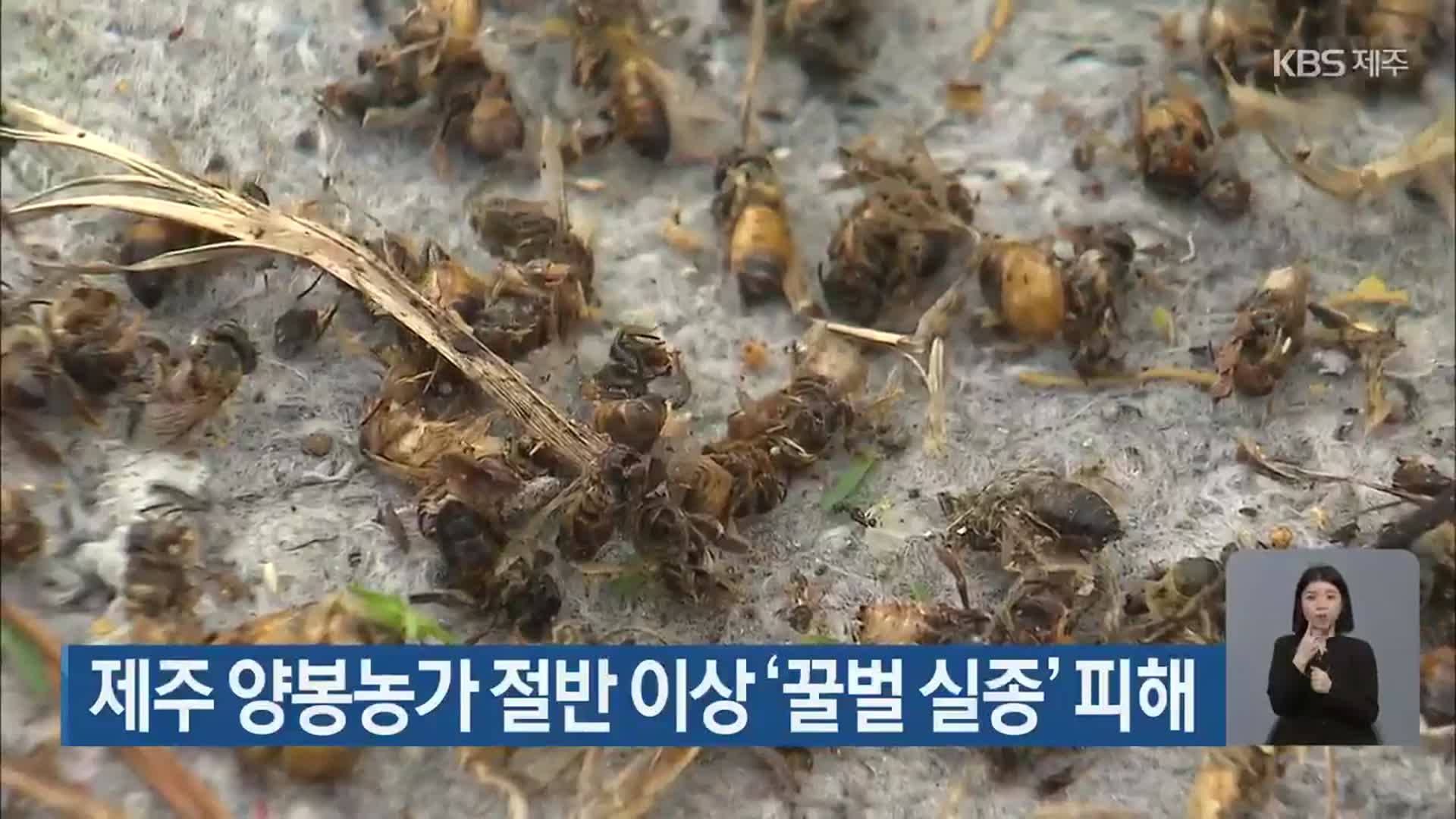 제주 양봉농가 절반 이상 ‘꿀벌 실종’ 피해