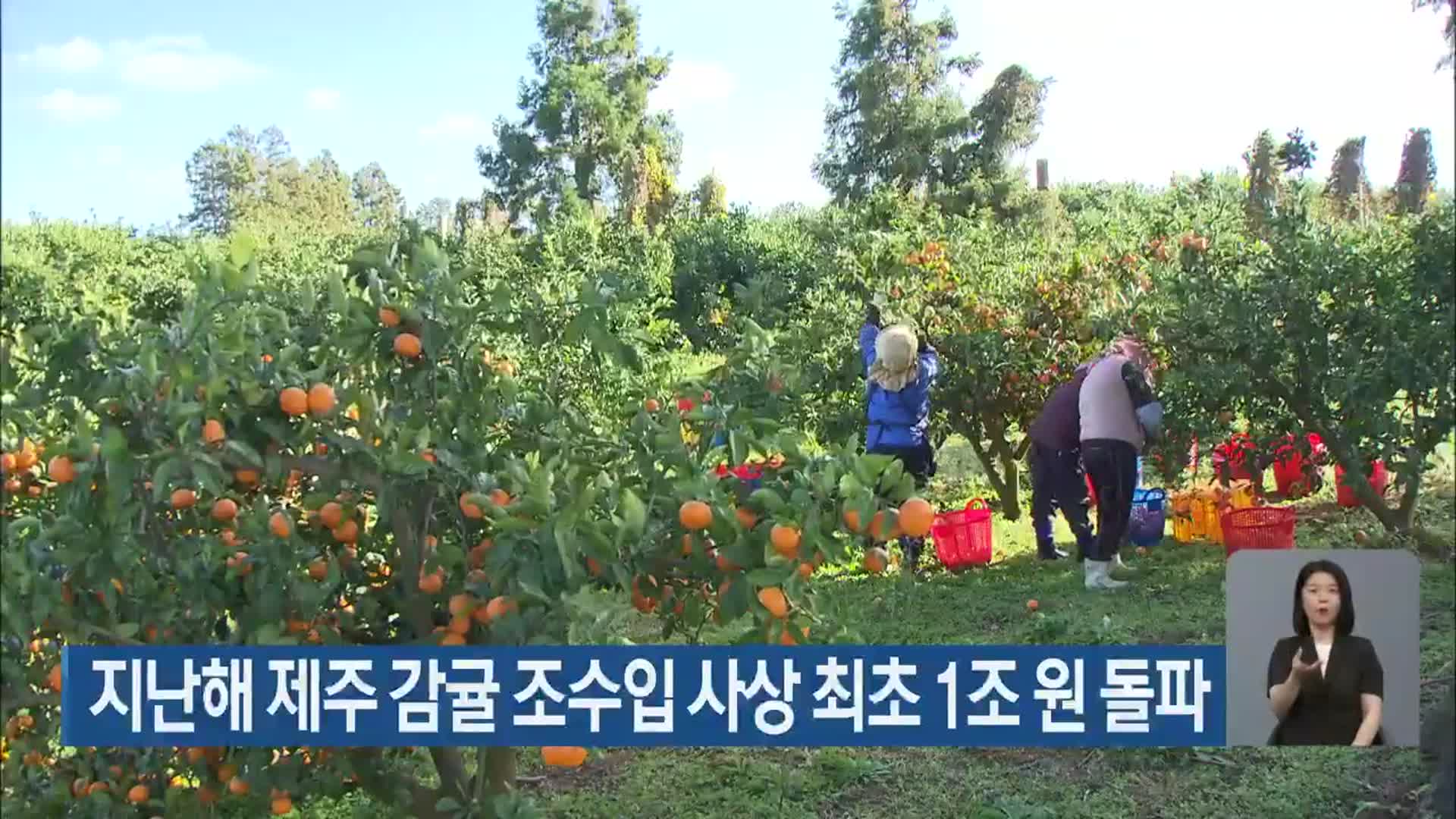 지난해 제주 감귤 조수입 사상 최초 1조 원 돌파