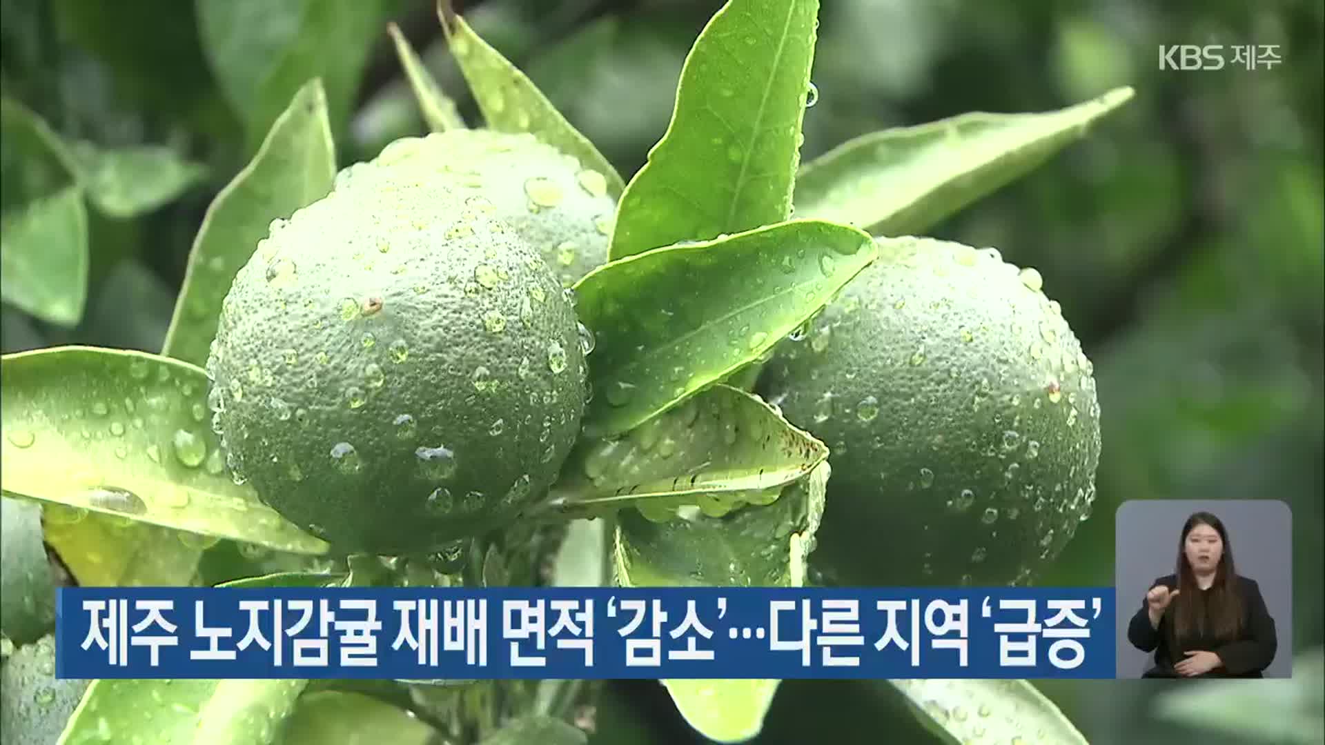 제주 노지감귤 재배 면적 ‘감소’…다른 지역 ‘급증’